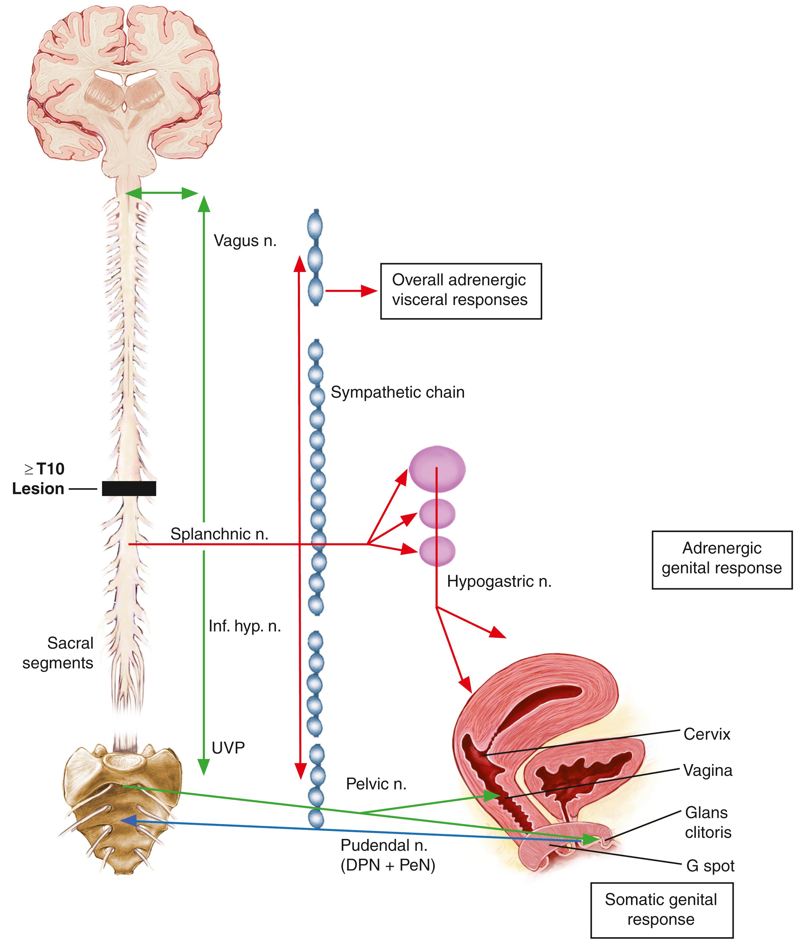 Fig. 46.7, Sexual Function Following Higher Spinal Lesions (≥10) in Females.