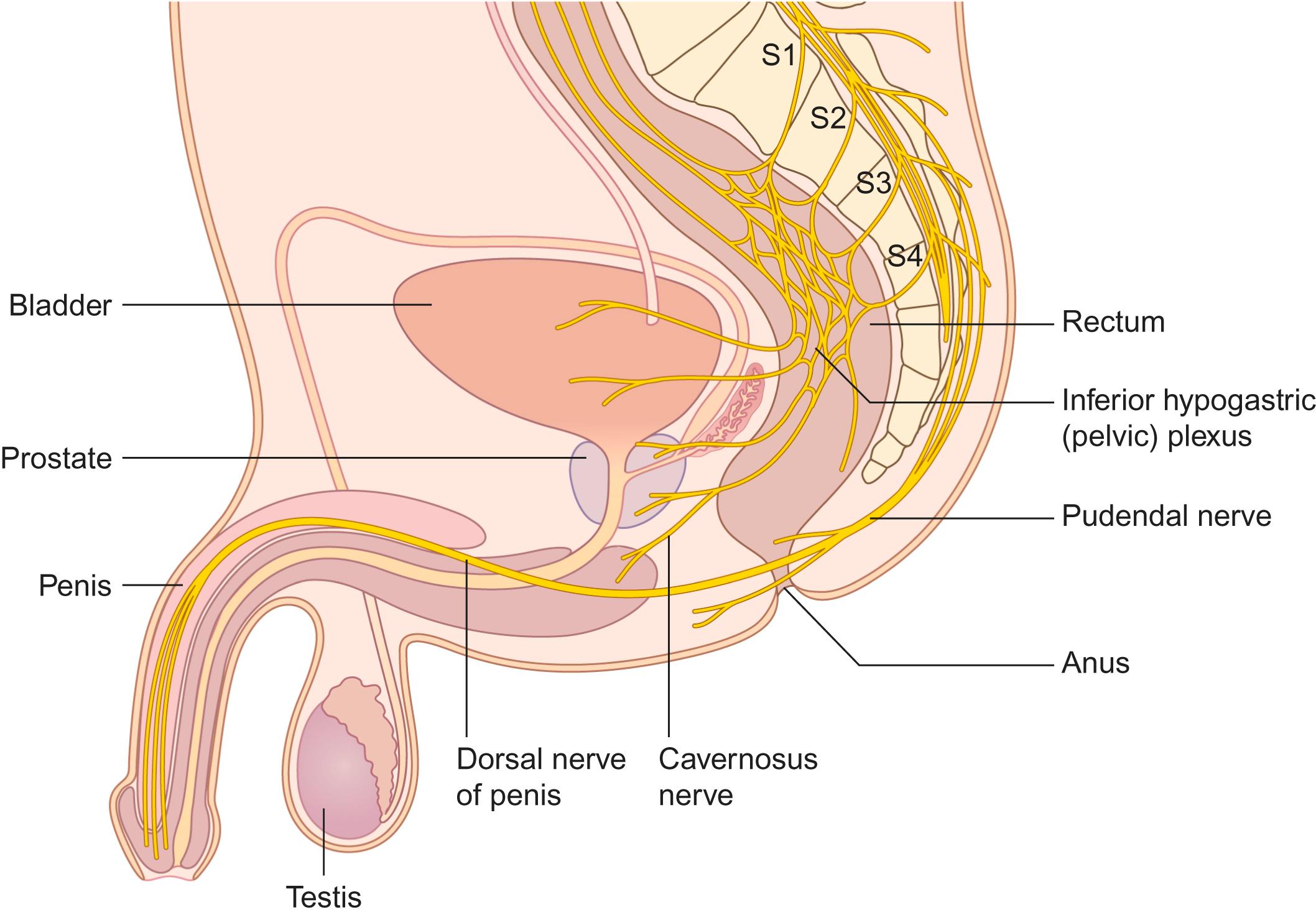 Figure 30-3, Anatomy in males of the pudendal nerve (indicating its vulnerability to compression during cycling), and of the pelvic plexus and cavernous nerves (indicating their vulnerability during perineal or pelvic surgery).