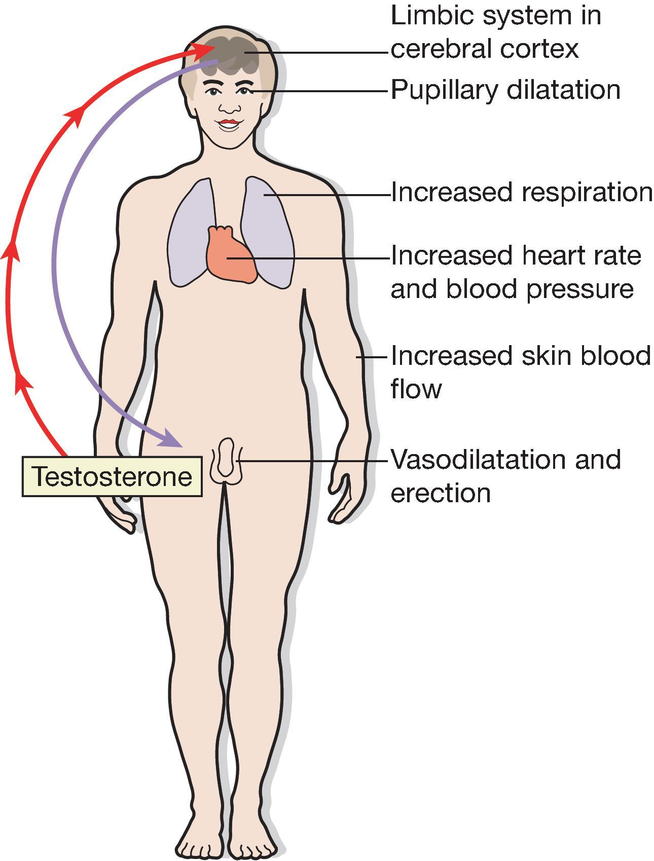 Fig. 19.2, Control of sexual activity .