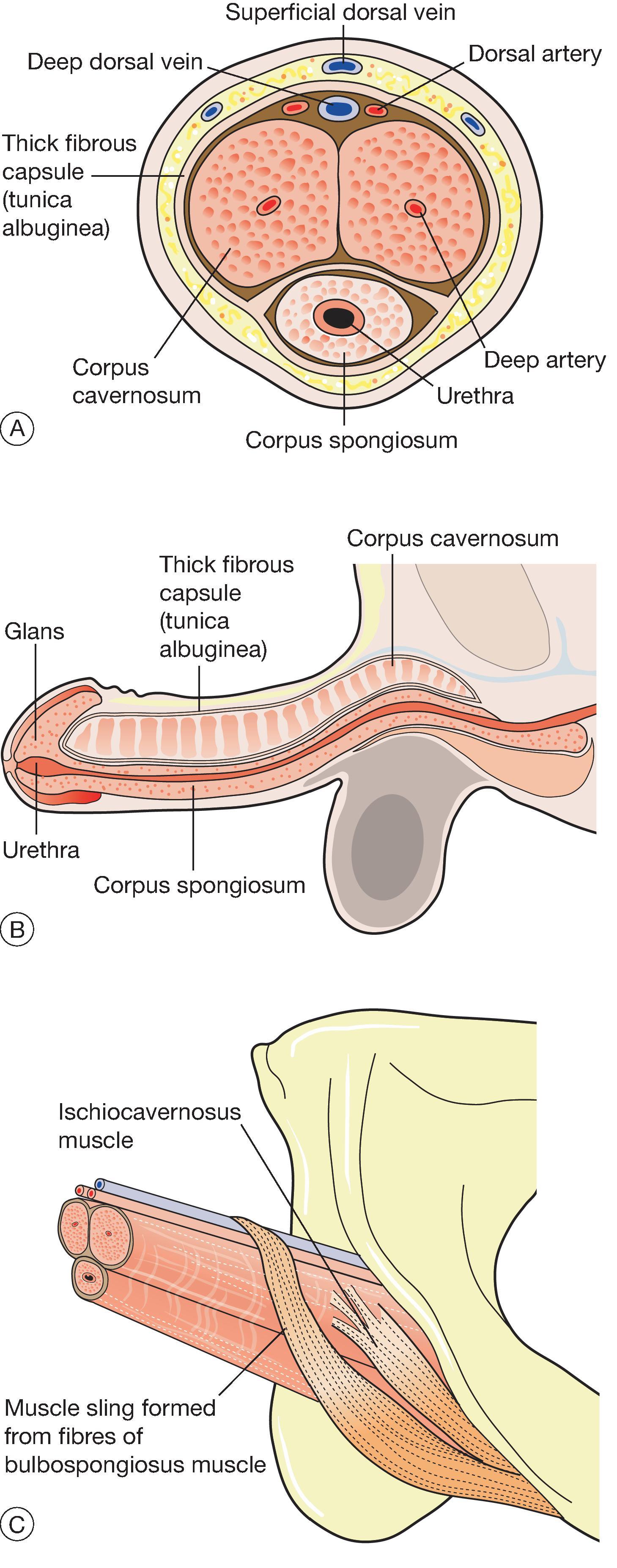 Fig. 19.3, The penis. (A) Cross-section showing erectile spaces and principal blood vessels. (B) Erectile tissues. Each crus of the corpora cavernosa is inserted into the pubic bone. (C) Muscles.