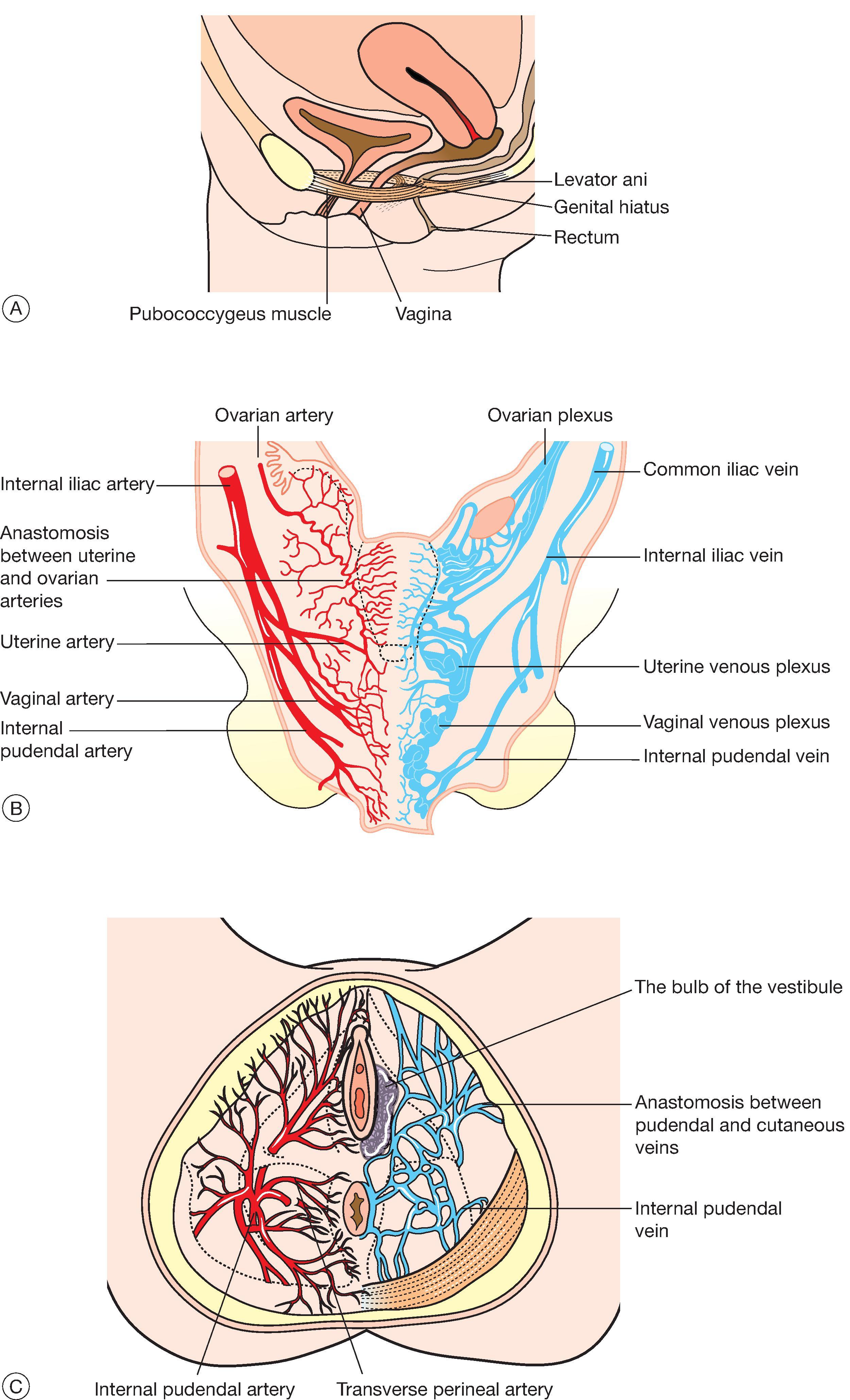 Fig. 19.4, Female reproductive organs. (A) The muscular supports of the vagina. This shows the sling of muscle fibres that surround the urethra, vagina and rectum, running from the pubic bone to the coccyx. The levator plate formed by these fibres supports the rectum and vagina in its non-aroused horizontal position. (B) Arteries and veins supplying the female reproductive organs. (C) Blood vessels of the pelvic floor, showing the rich arterial and venous networks surrounding the vaginal opening.