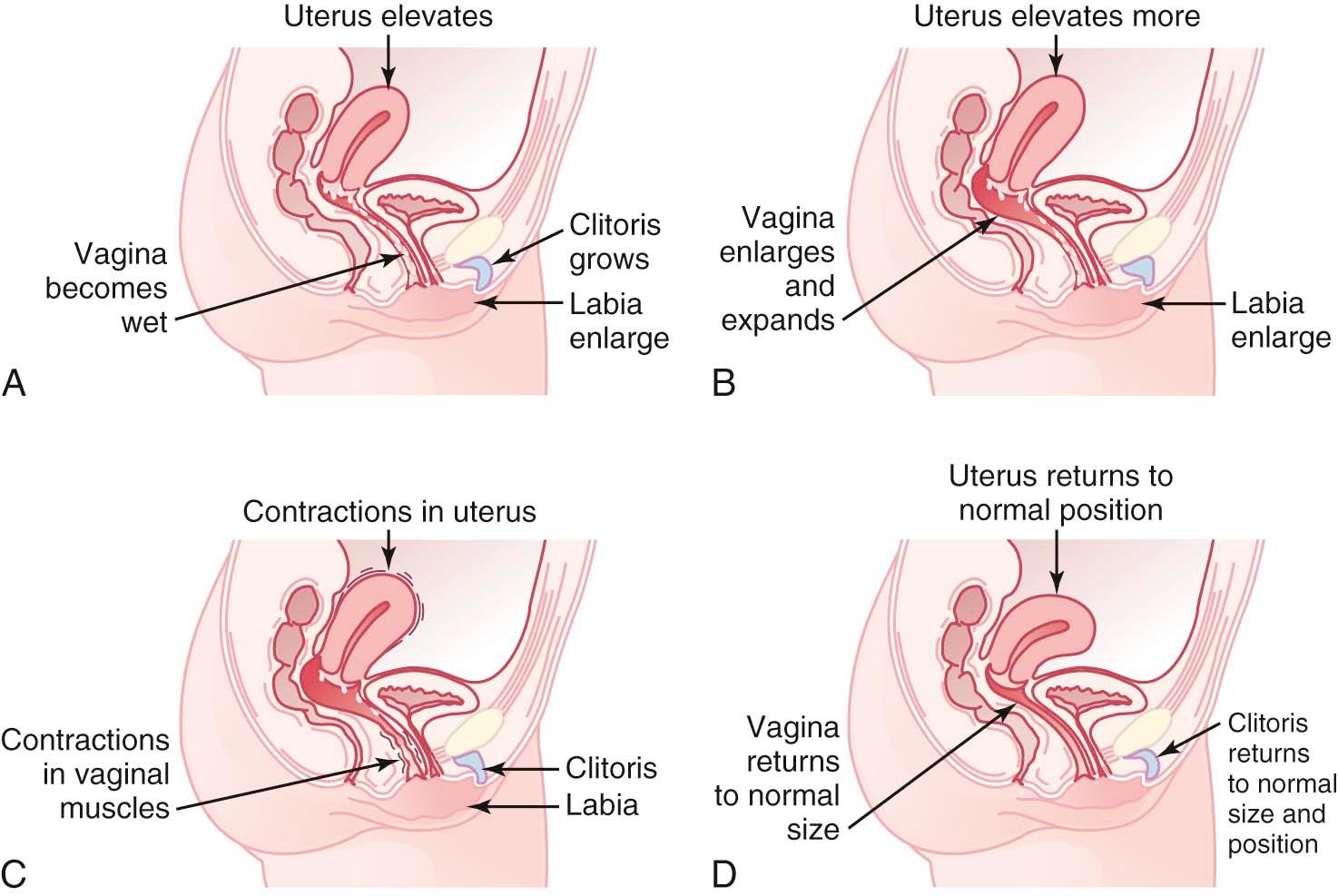 FIGURE 28-2, The four phases of the female sexual response cycle: A, The excitement phase. B, The plateau phase. C, The orgasmic phase. D, The resolution phase.