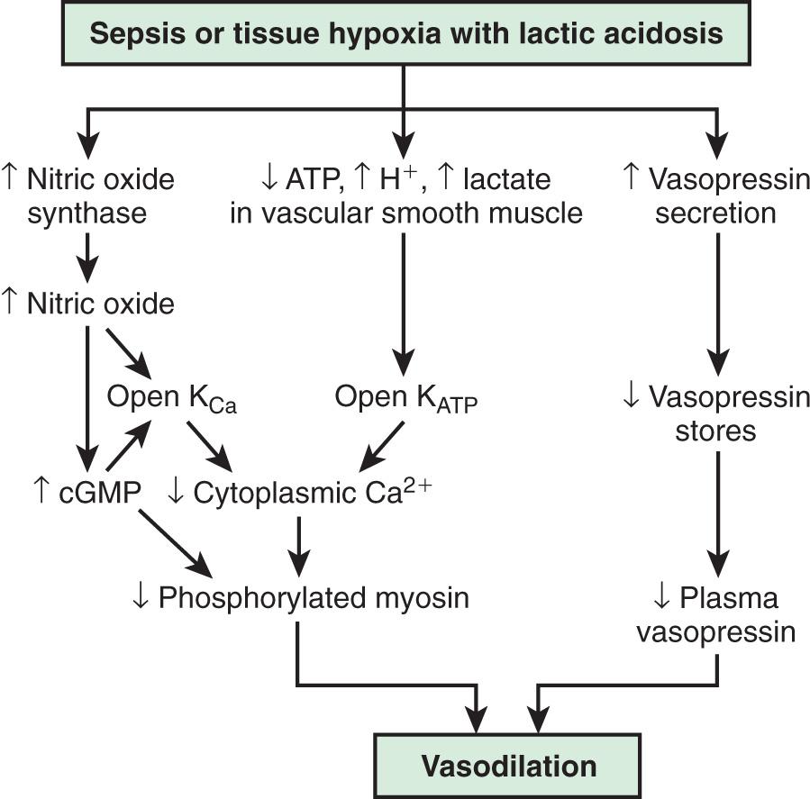 Fig. 88.3, Mechanisms of vasodilatory shock.