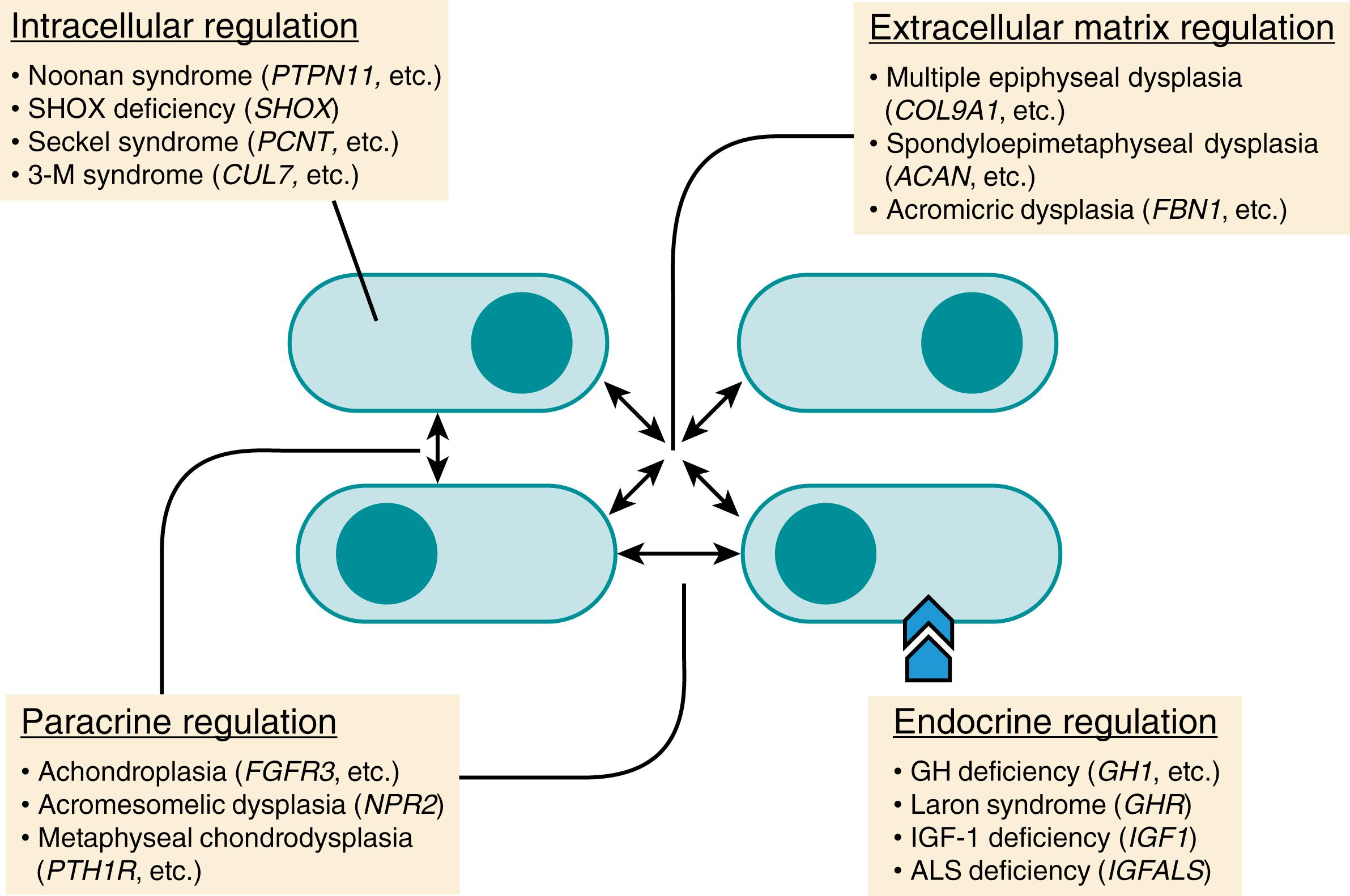 Fig. 56.2, Molecular mechanisms of short stature. Short stature is caused by multiple molecular defects, including intracellular signaling, extracellular matrix, and paracrine and endocrine regulation. Ovoid shapes represent growth plate chondrocytes. Arrows indicate mechanisms regulating chondrocytes. Examples of clinical syndrome and the genetic cause under different molecular mechanisms are shown in each box. GH, growth hormone; IGF, insulin-like growth factor.