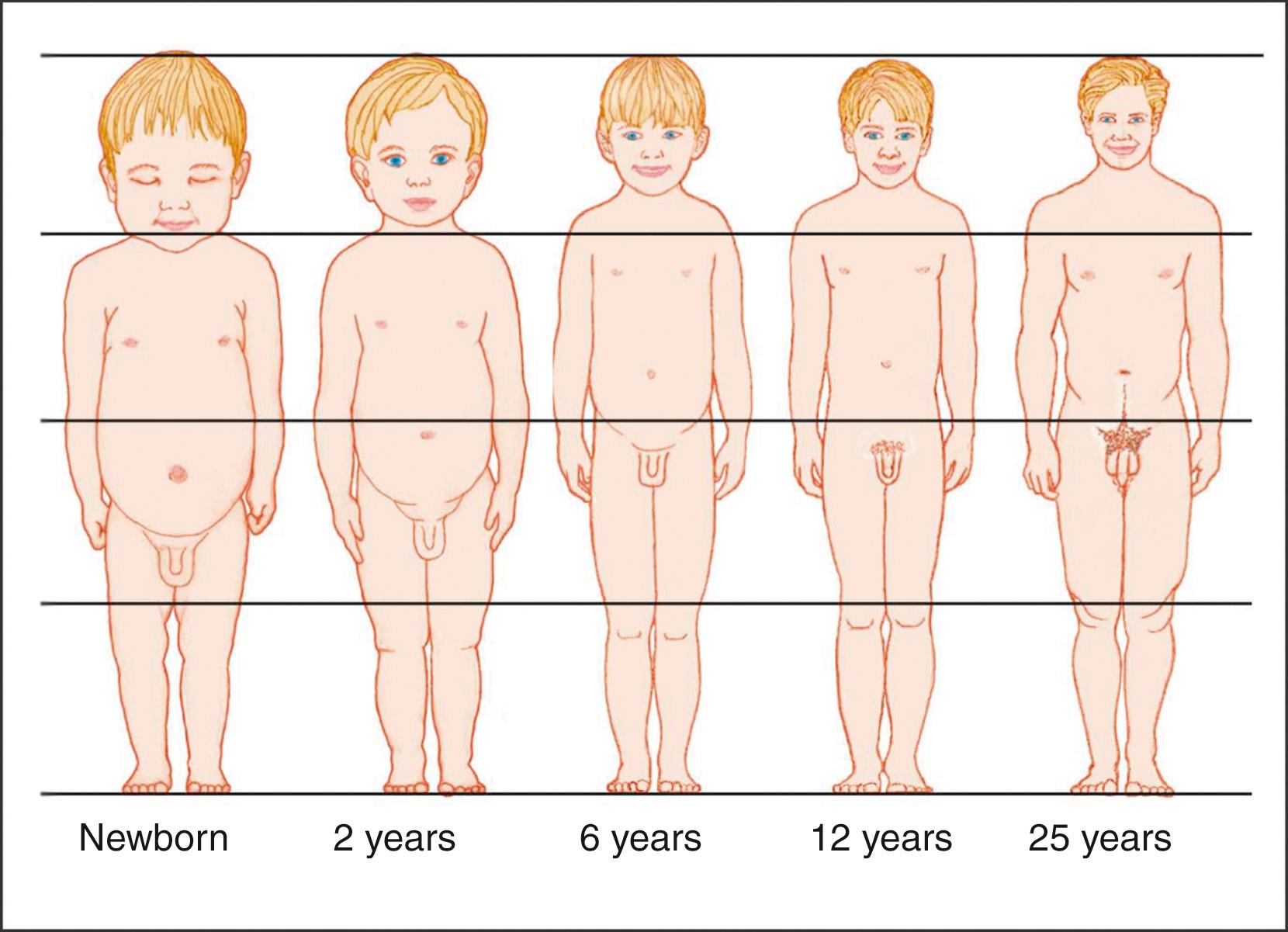 Fig. 56.5, Approximate changes in body proportions from birth through adulthood.
