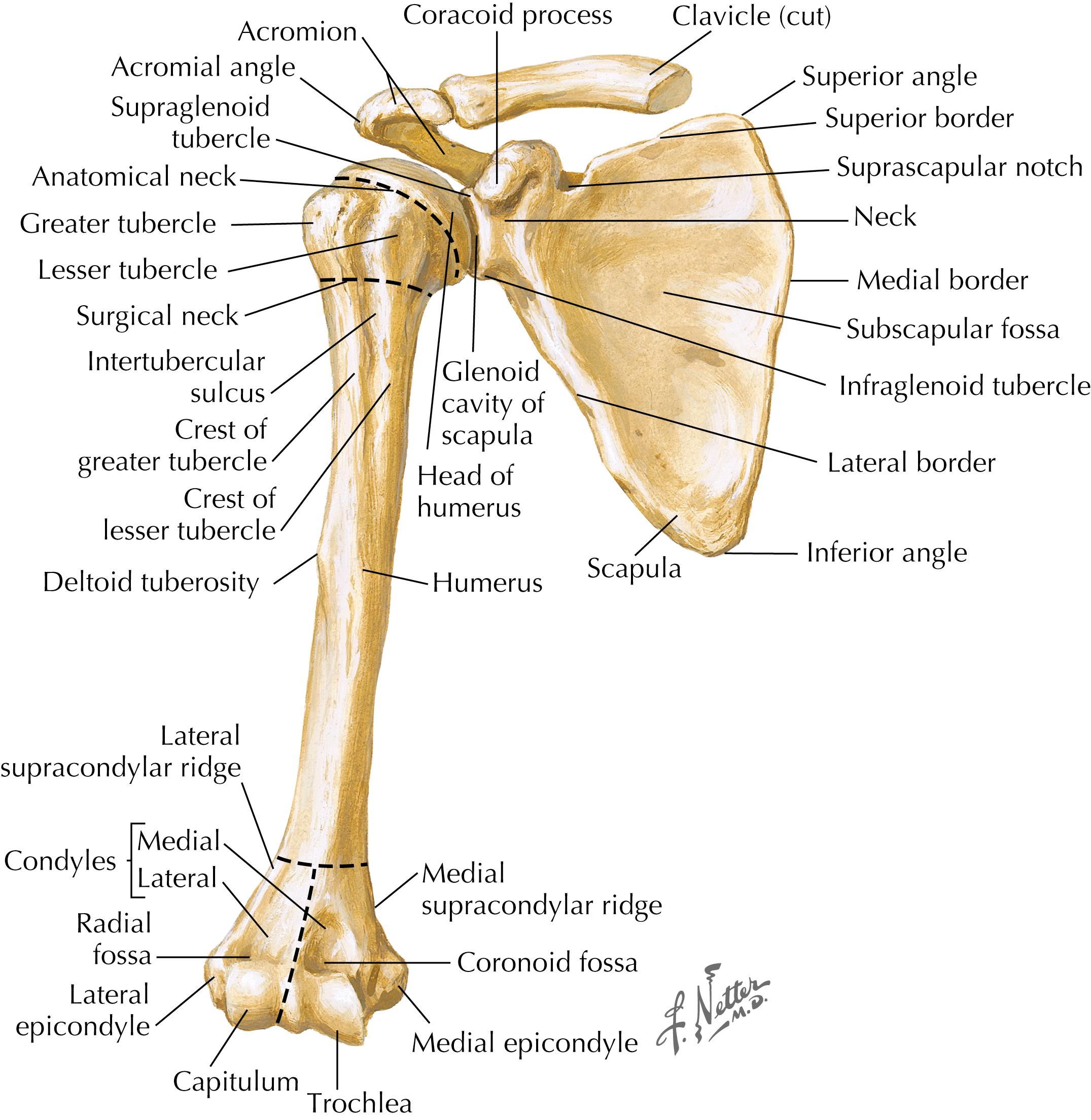 Figure 9-1, Anterior humerus and scapula.