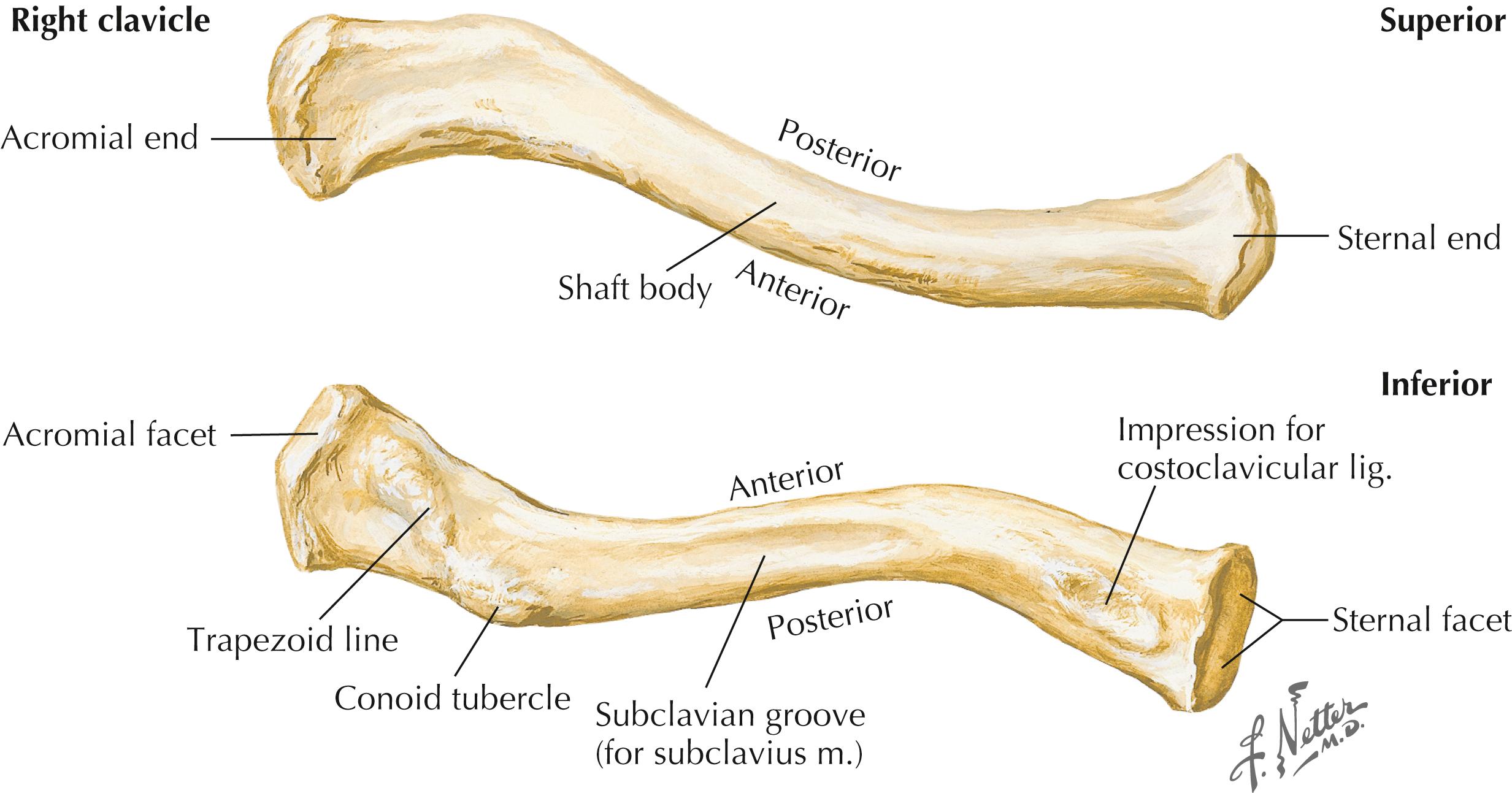 Figure 9-2, Superior and inferior surfaces of clavicle.