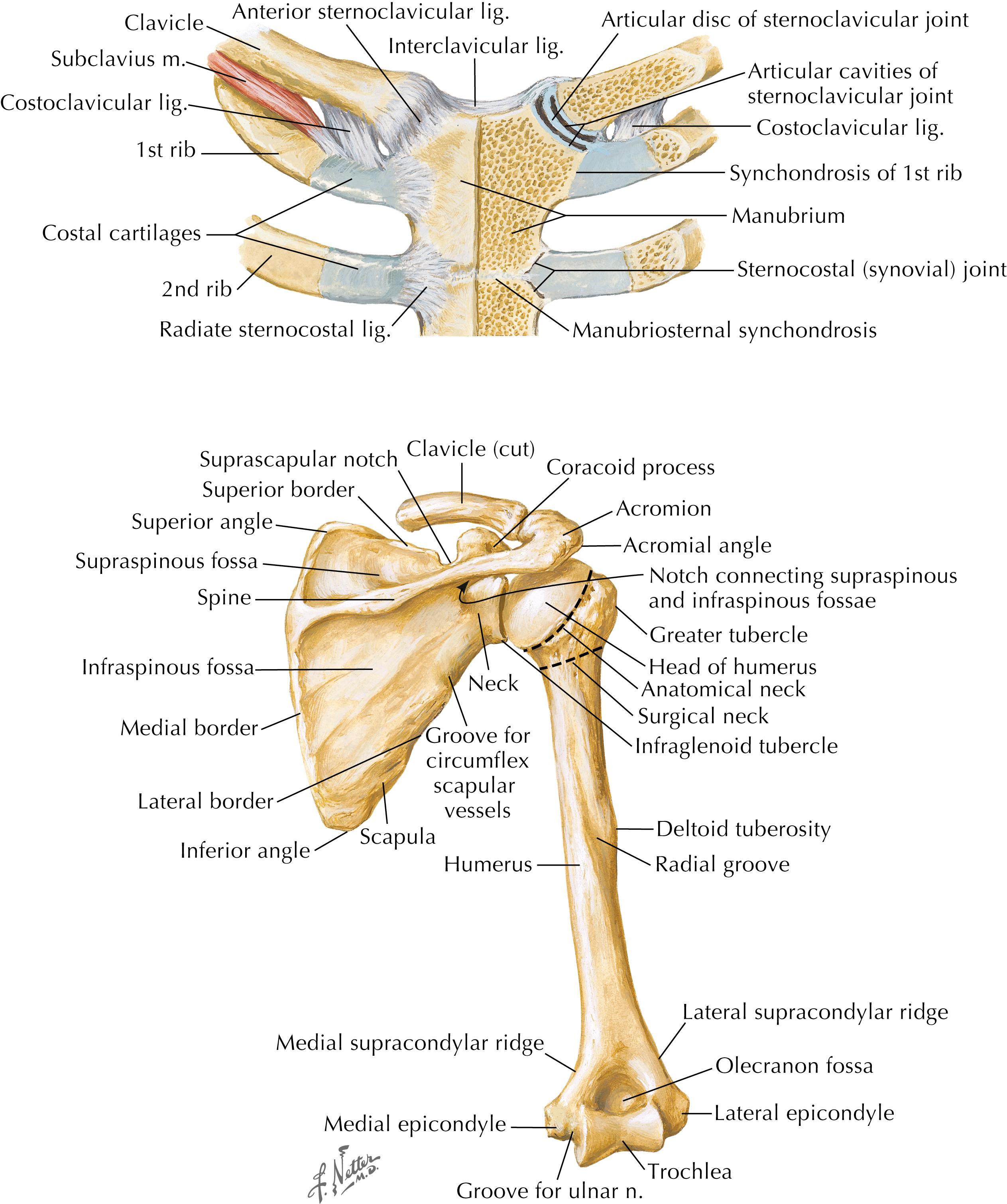 Figure 9-3, Sternoclavicular joint.