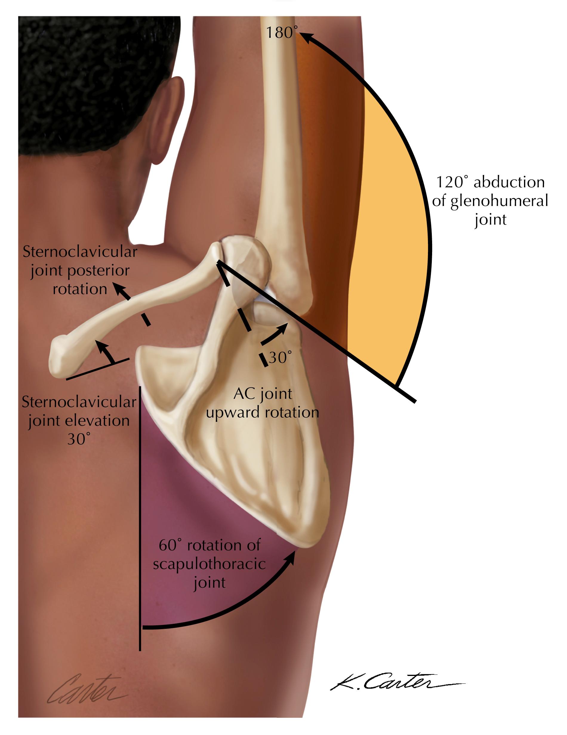 Figure 9-4, Scapulohumeral rhythm.