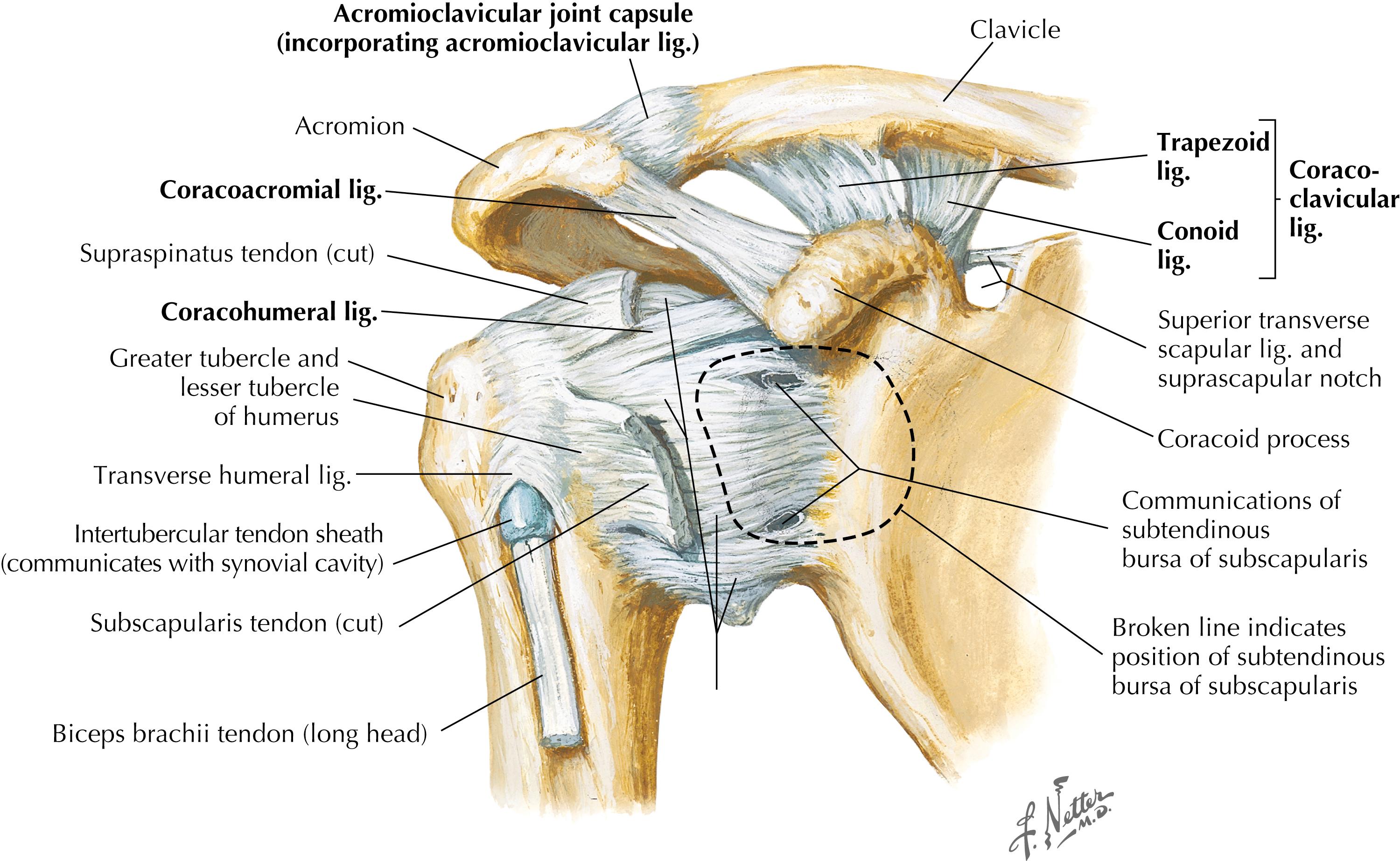 Figure 9-5, Shoulder ligaments: anterior view.