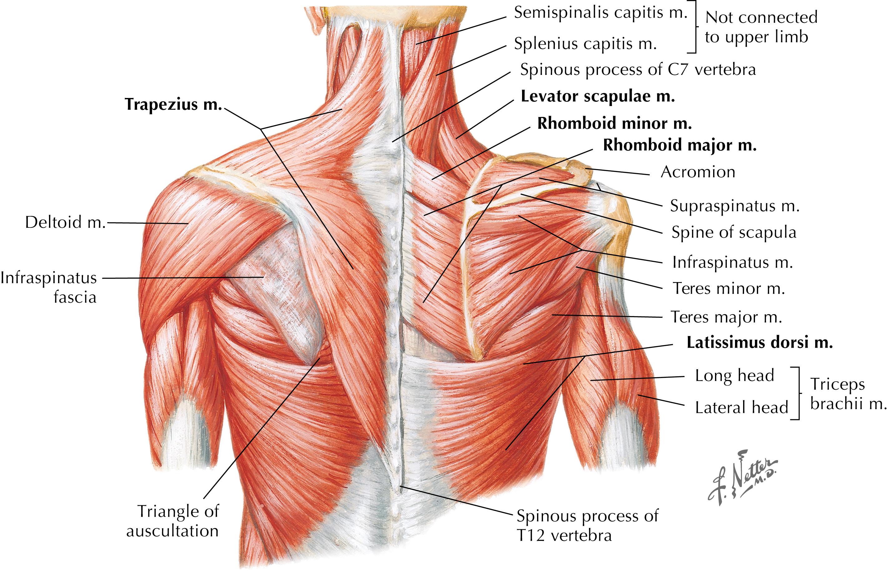 Figure 9-7, Muscles of the shoulder: posterior view.