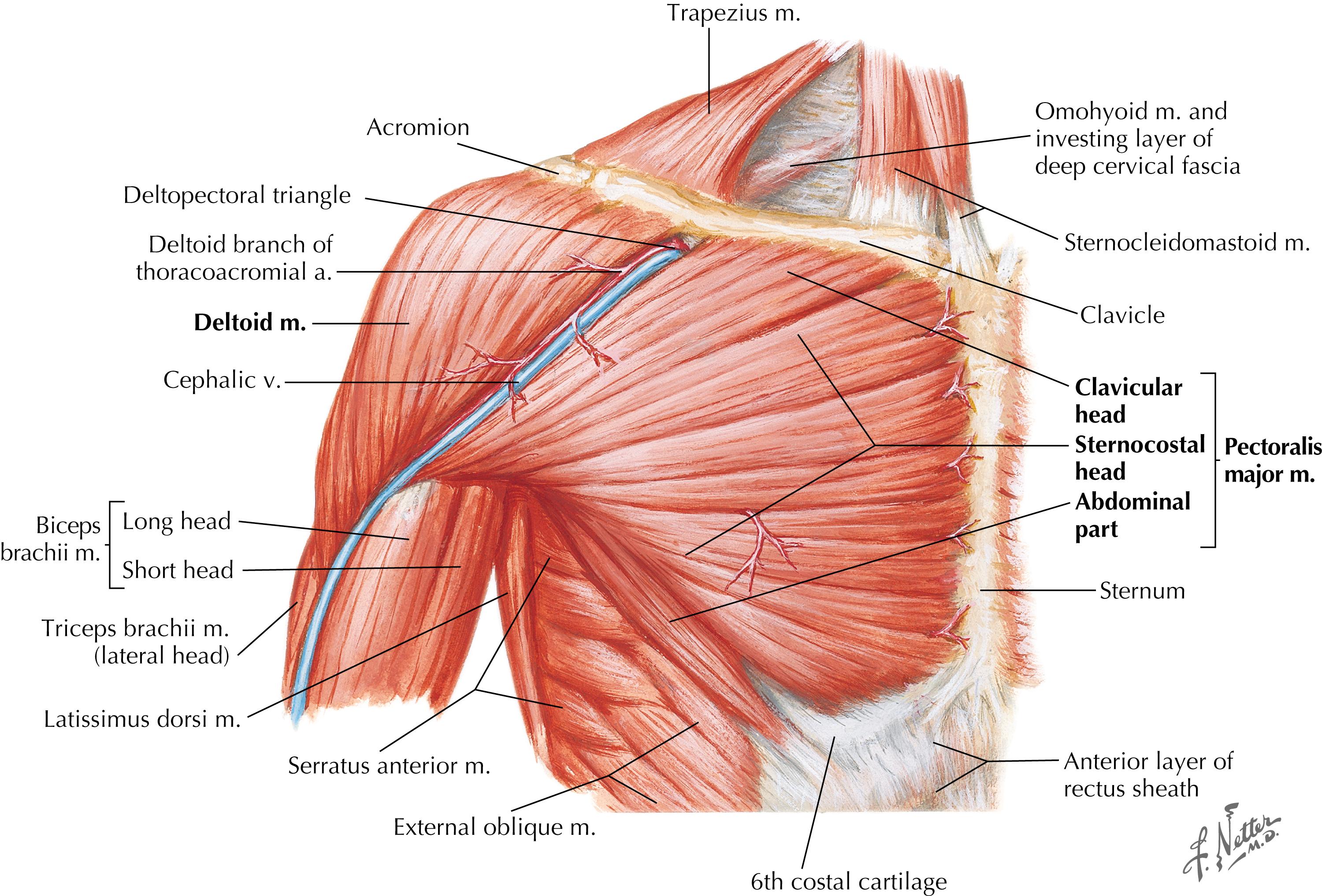 Figure 9-8, Muscles of the shoulder: anterior view.