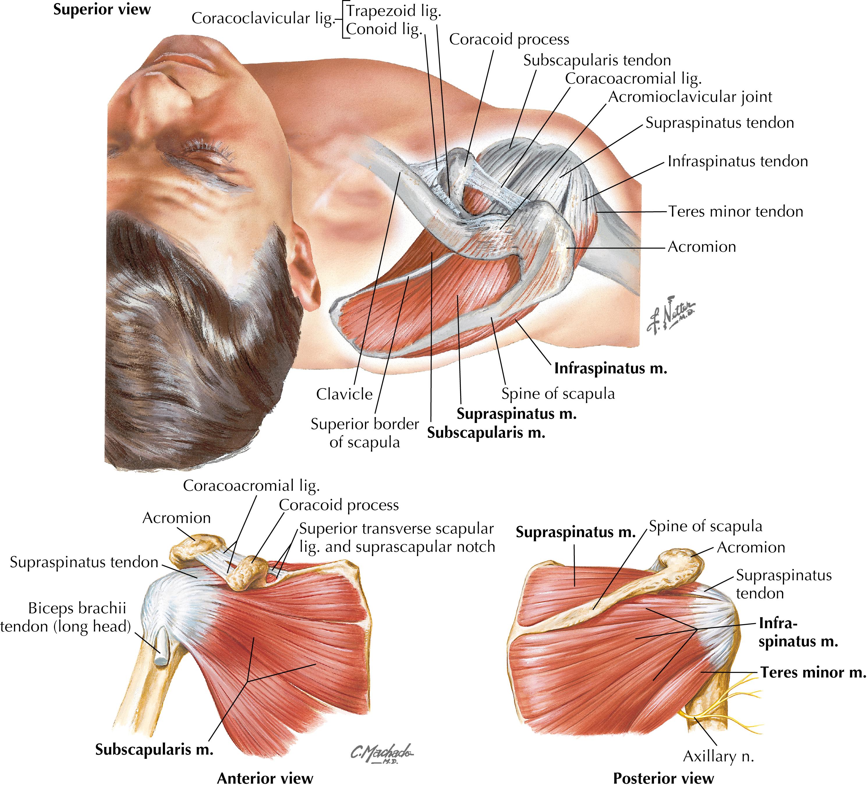 Figure 9-9, Muscles of the shoulder: rotator cuff.