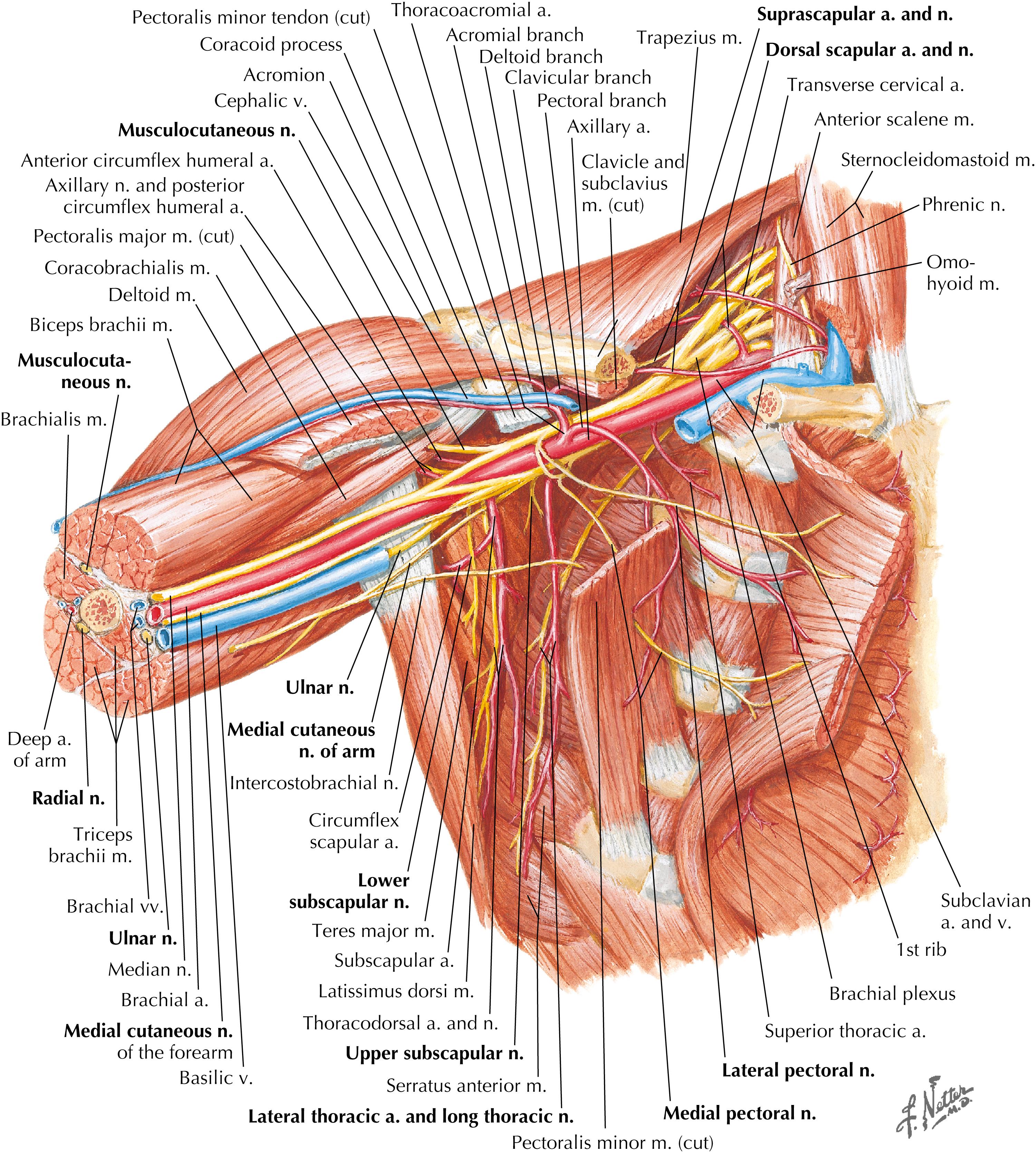 Figure 9-10, Anterior axilla.