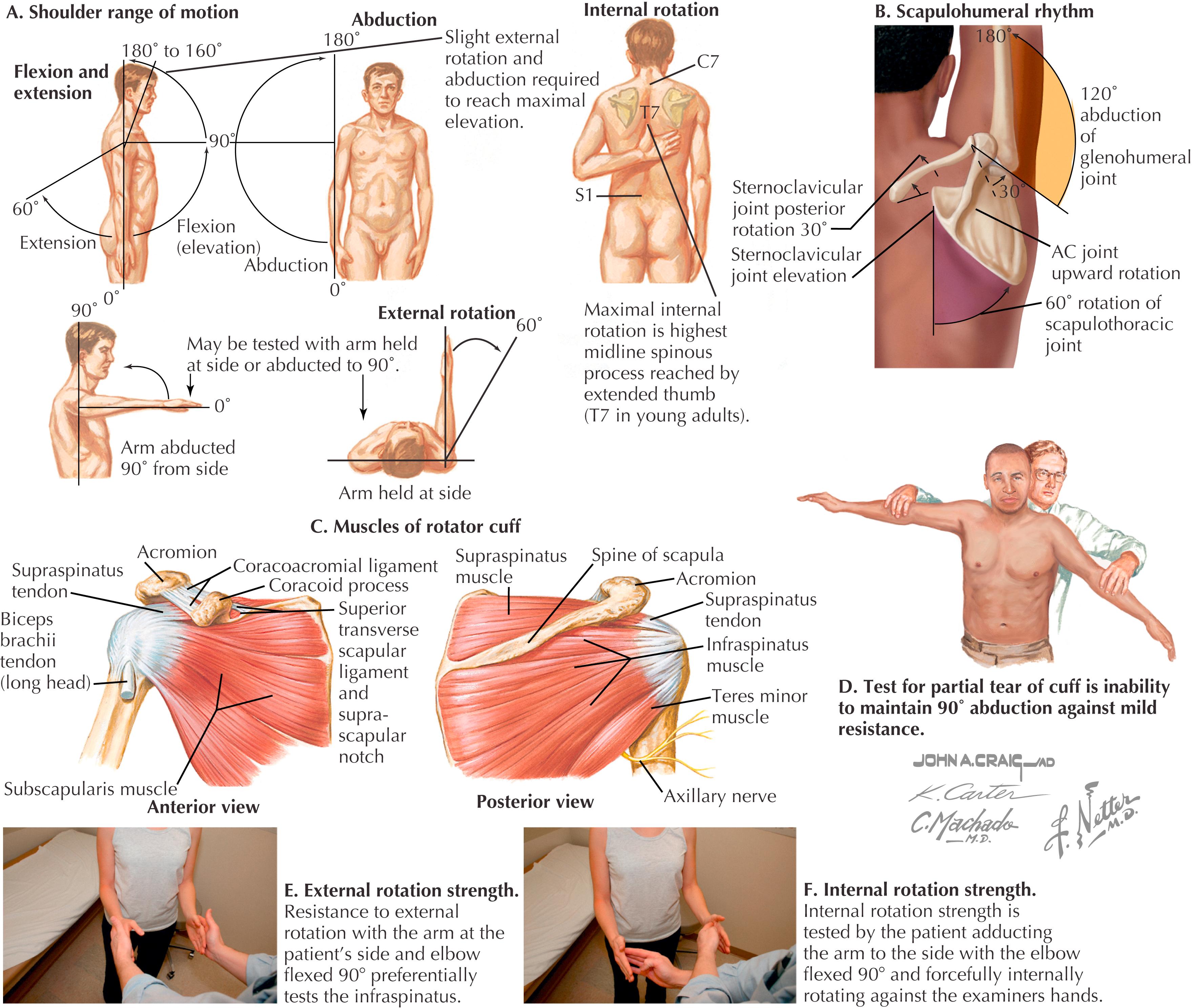 Figure 49.1, Physical examination of shoulder.