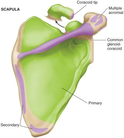 Fig. 133.2, Scapular ossification centers.