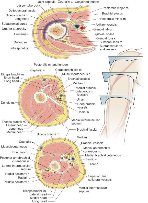FIGURE 2-10, Cross-sectional anatomy of the shoulder and arm. a., Artery; m., muscle; n., nerve; v., vein.