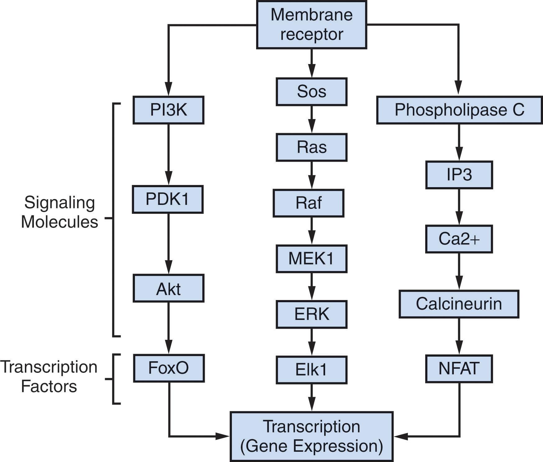 Figure 6.2, EXAMPLES OF SIGNALING/TRANSCRIPTIONAL PATH-WAYS PROGRAMMING GENE EXPRESSION.