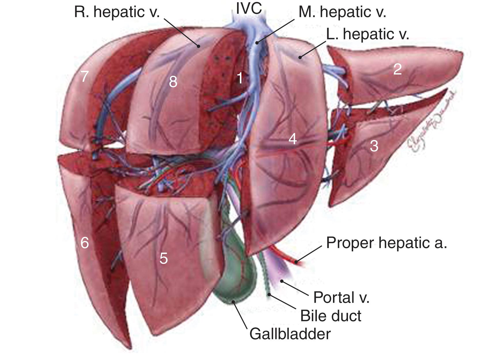 FIGURE 5, Selected liver image from revised ASSET manual and ASSET plus course.