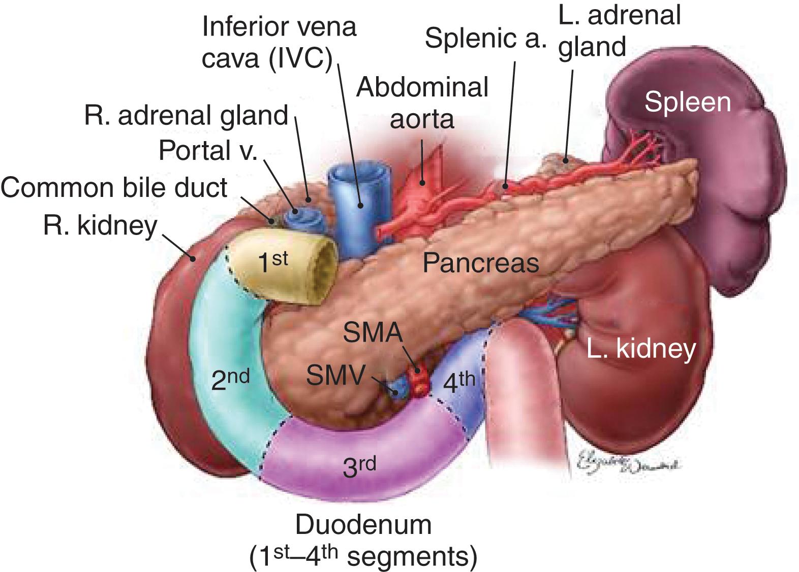 FIGURE 6, Selected pancreatic and duodenal anatomy image from revised ASSET manual and ASSET plus course.