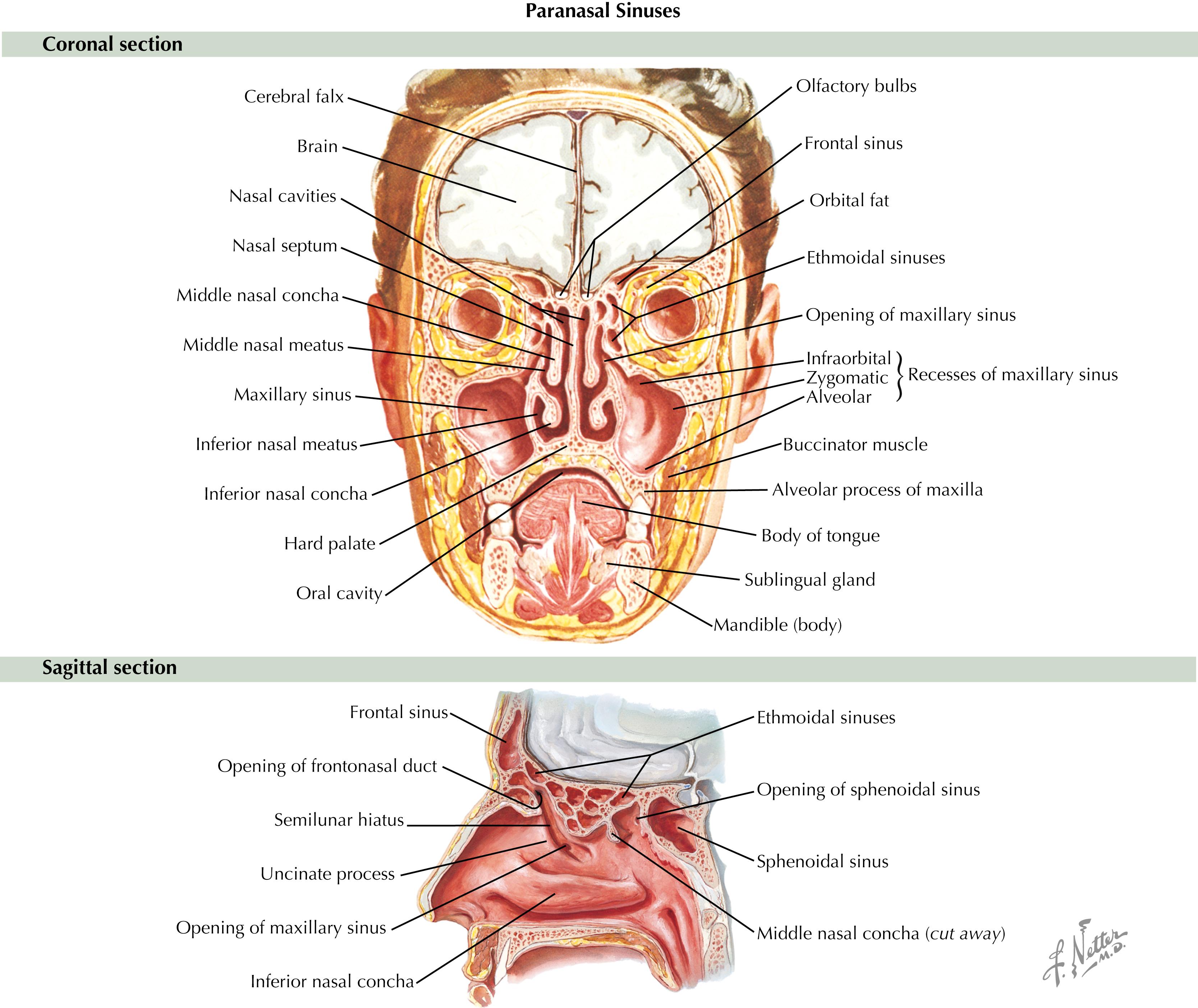 Fig. 31.1, Anatomic relationships of the paranasal sinuses.