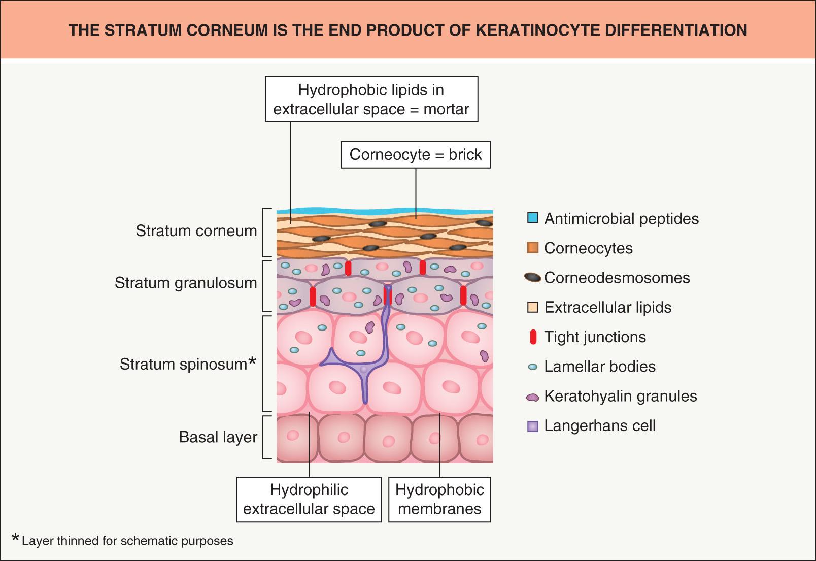 Fig. 124.1, The stratum corneum is the end product of keratinocyte differentiation.