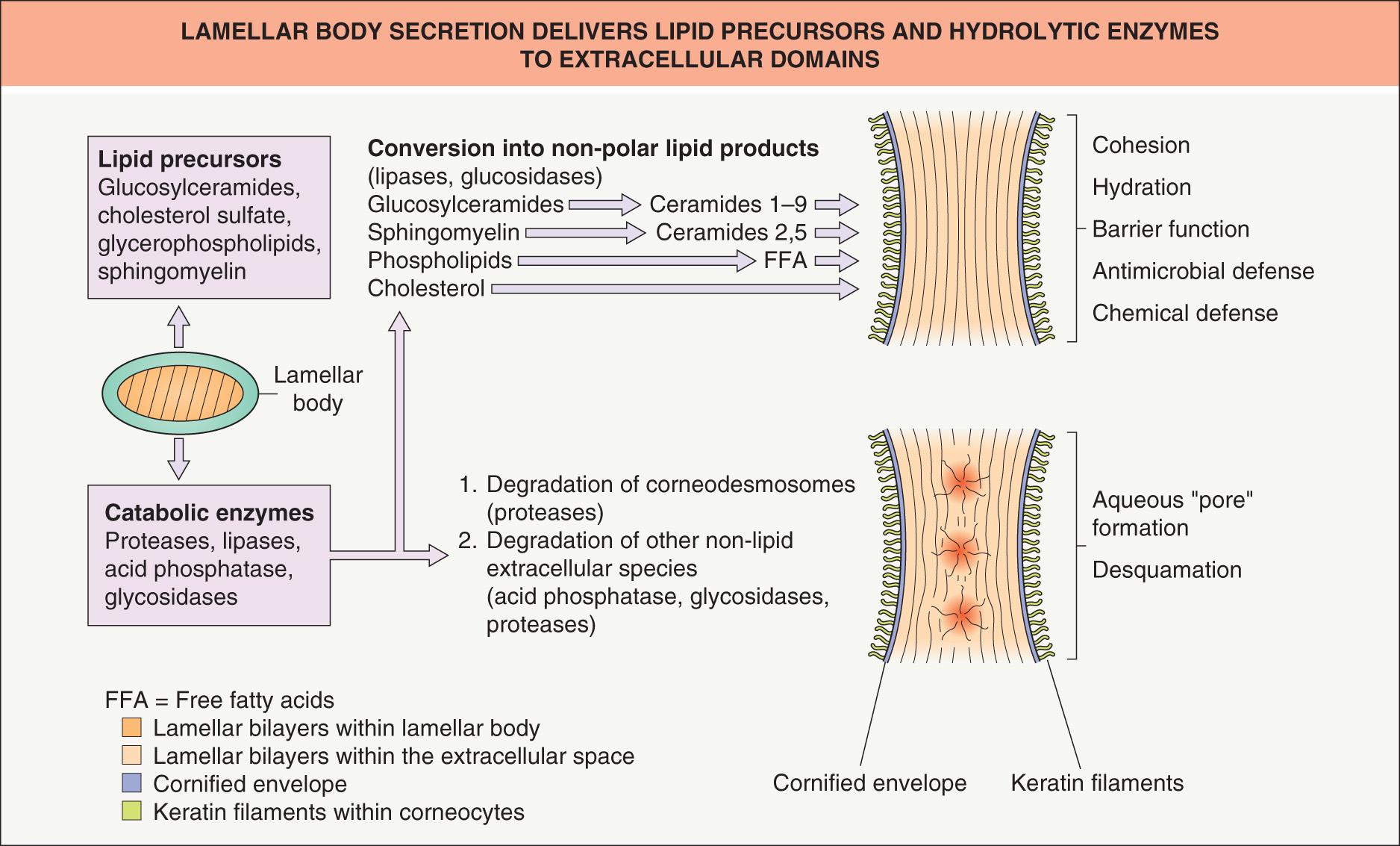 Fig. 124.2, Lamellar body secretion delivers not only lipid precursors, but also several hydrolytic enzymes to extracellular domains.