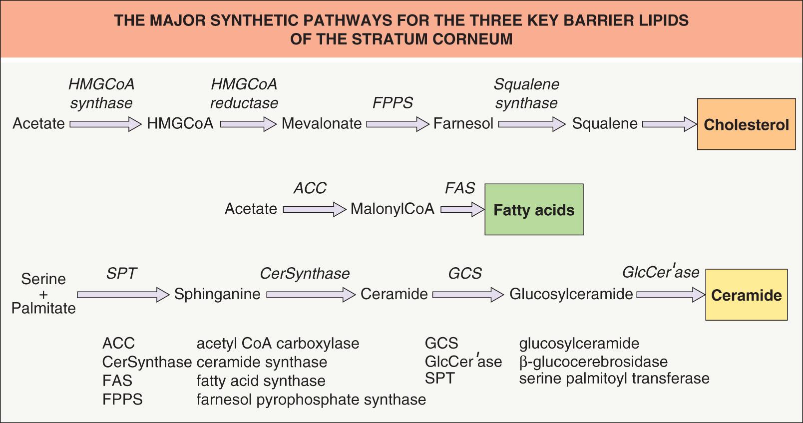 Fig. 124.3, The major synthetic pathways that lead to the generation of the three key barrier lipids of the stratum corneum.