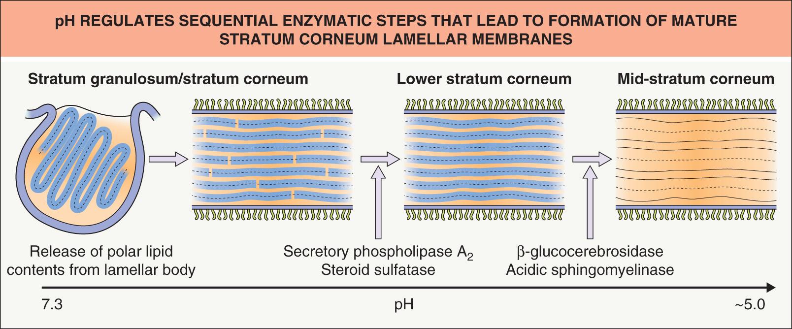 Fig. 124.4, pH regulates sequential enzymatic steps that lead to formation of mature stratum corneum lamellar membranes.
