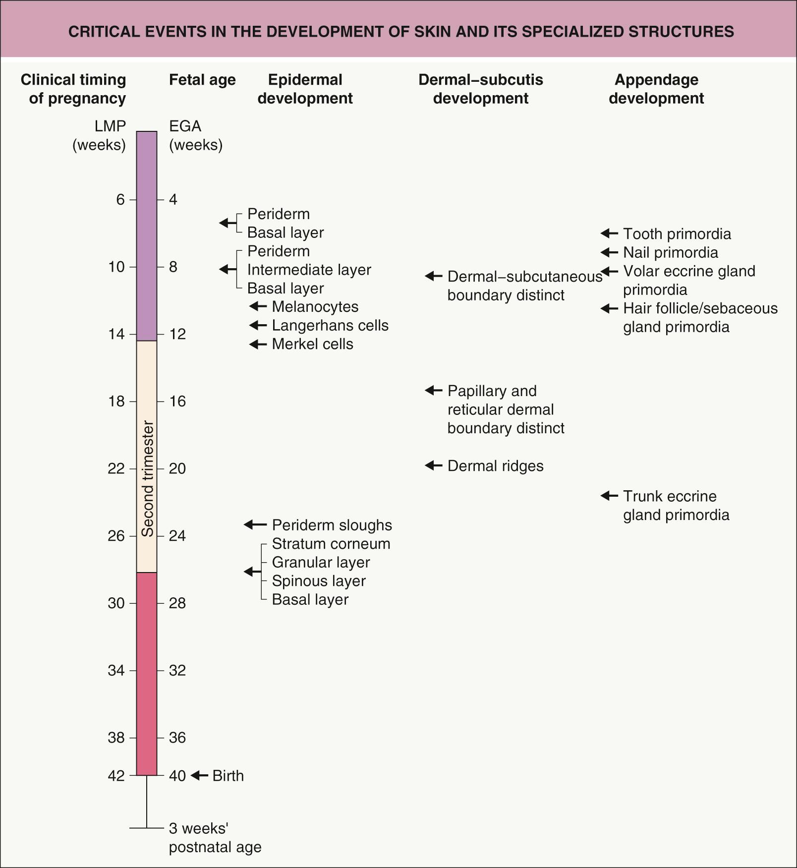 Fig. 2.1, Critical events in the development of the skin and its specialized structures.