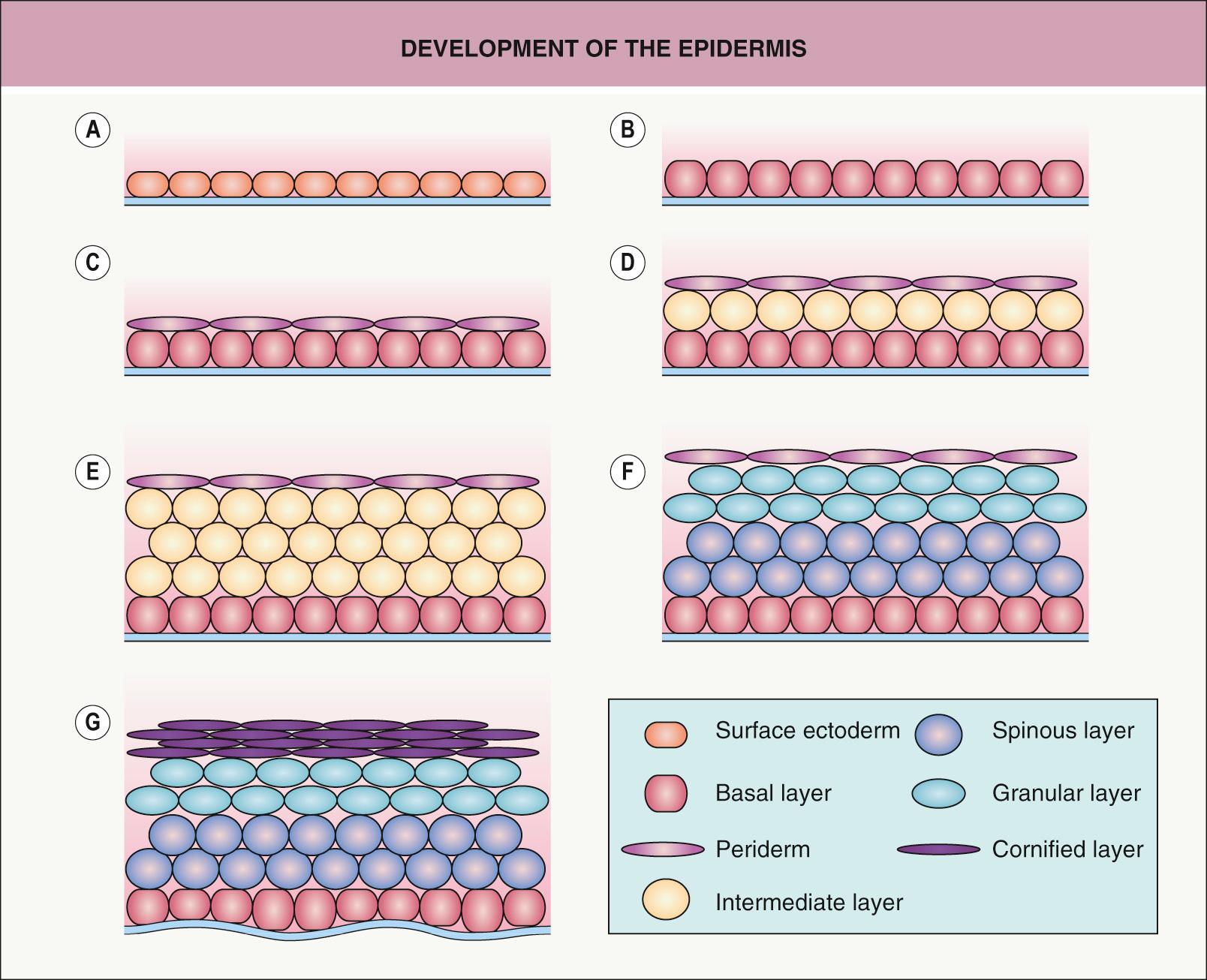 Fig. 2.2, Development of the epidermis.