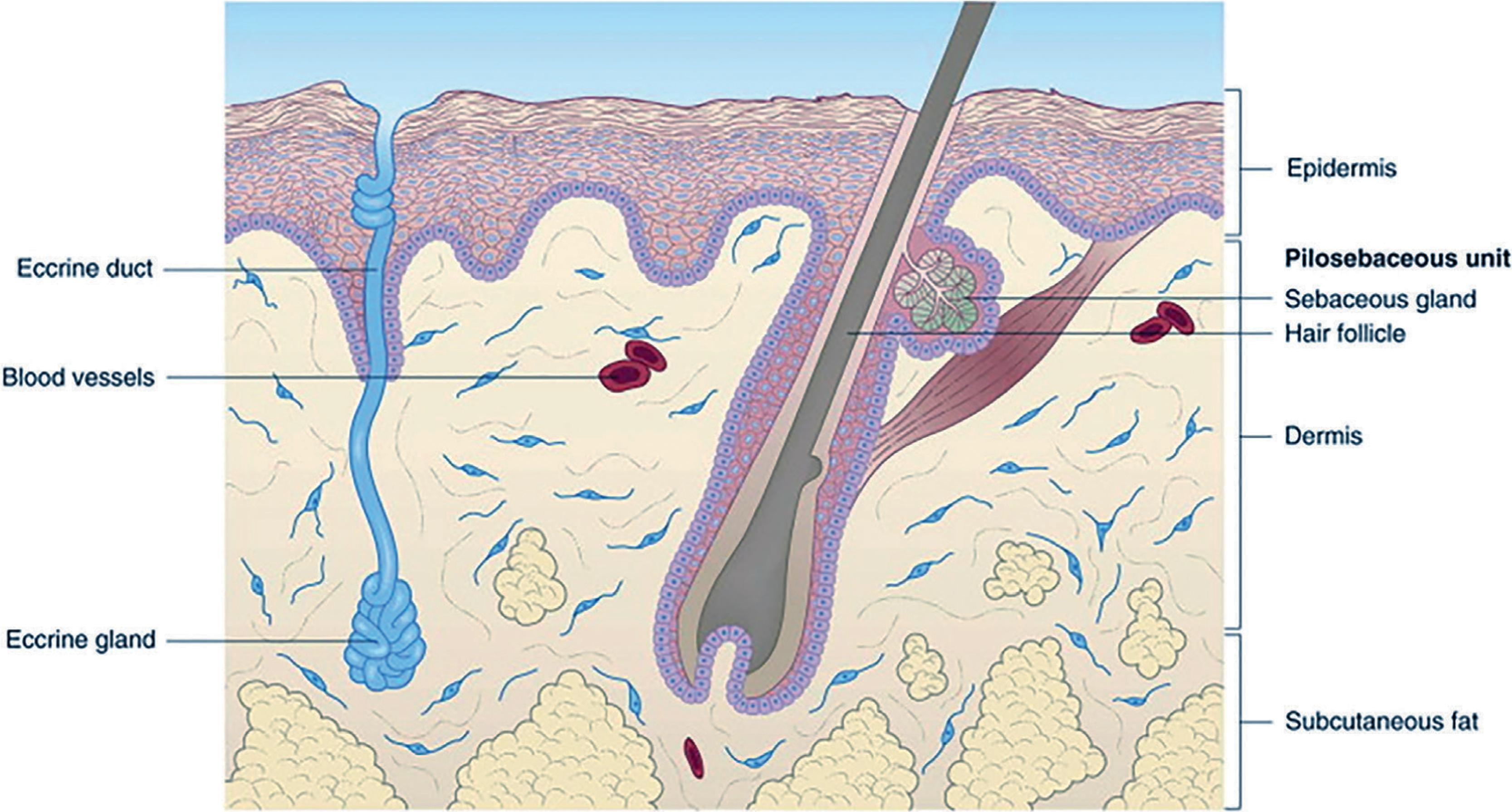 Fig. 102.1, Structure of Newborn Skin .