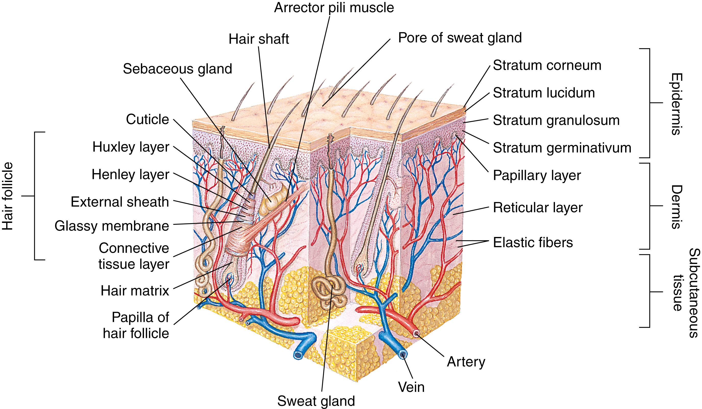 Fig. 9.1, Anatomic structures of the skin.
