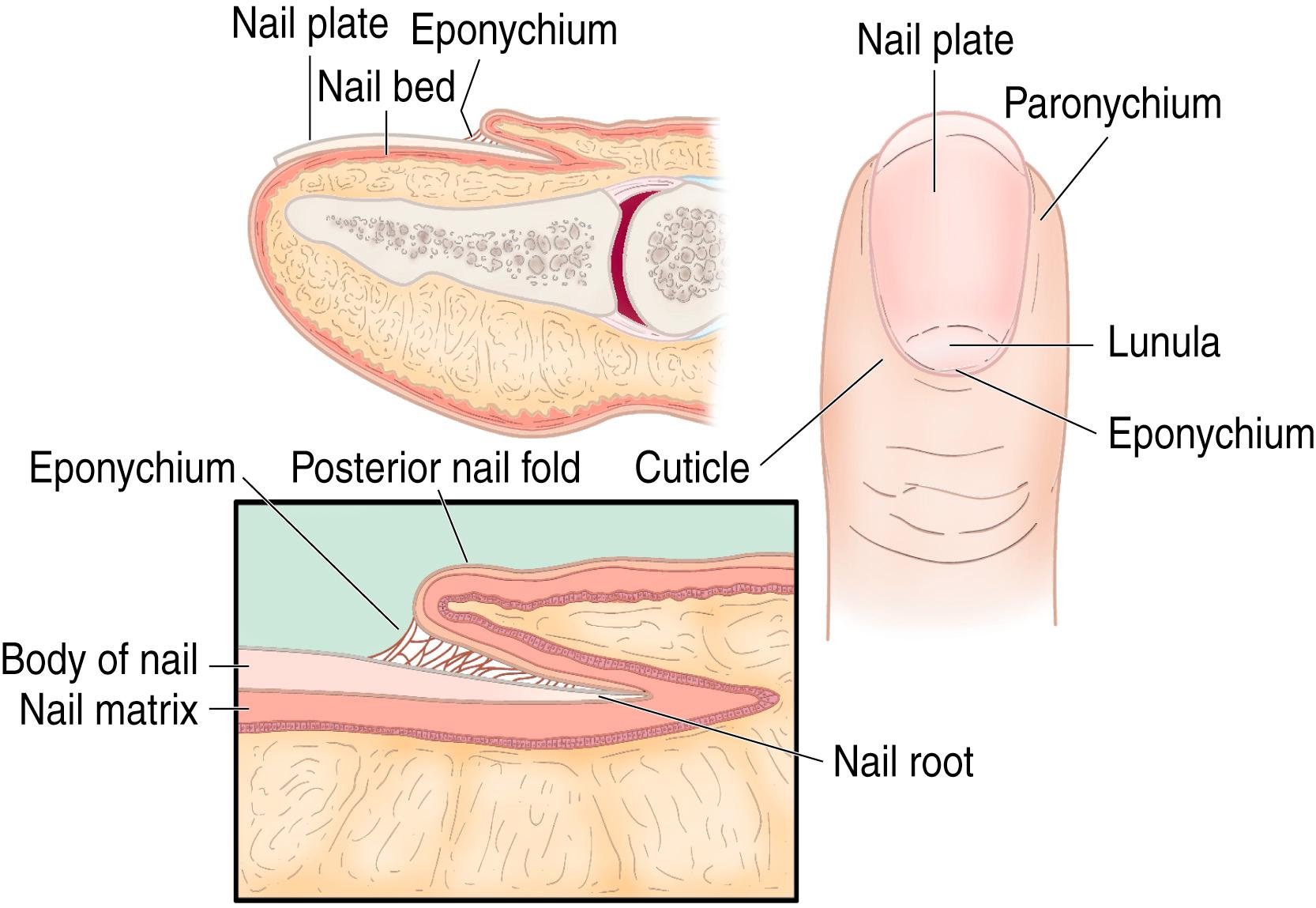 Fig. 9.2, Anatomic structures of the nail.