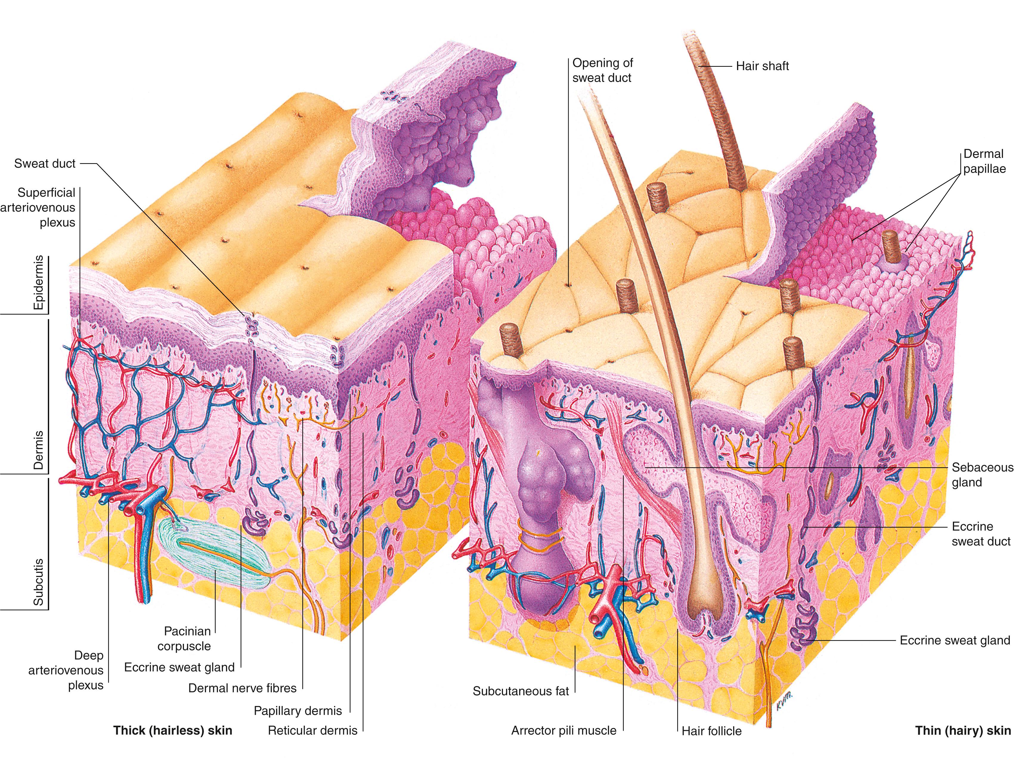 Fig. 1.1, Diagrammatic representation of the skin.