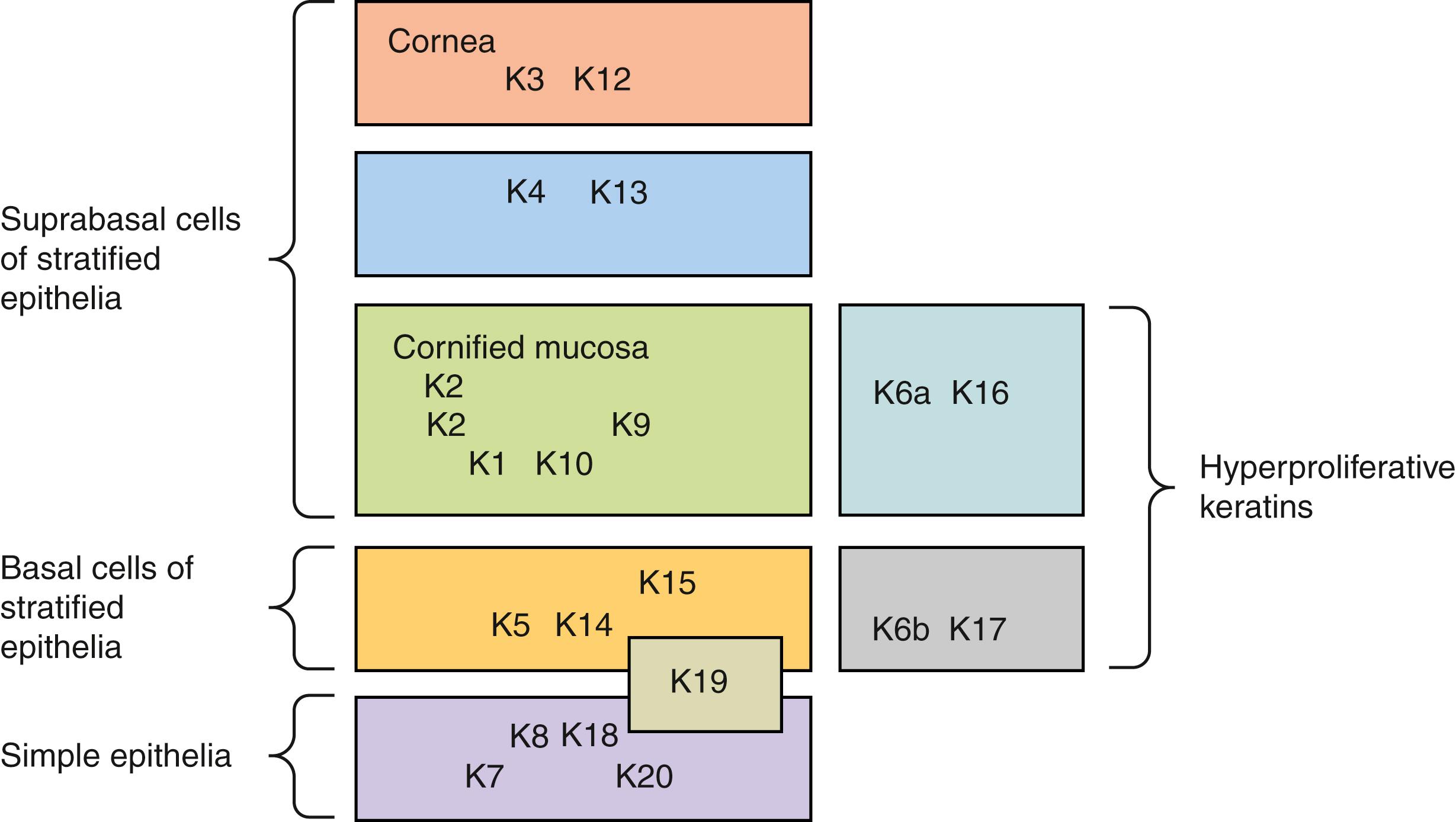 Fig. 1.3, Schematic representation of keratin expression in normal epithelia.