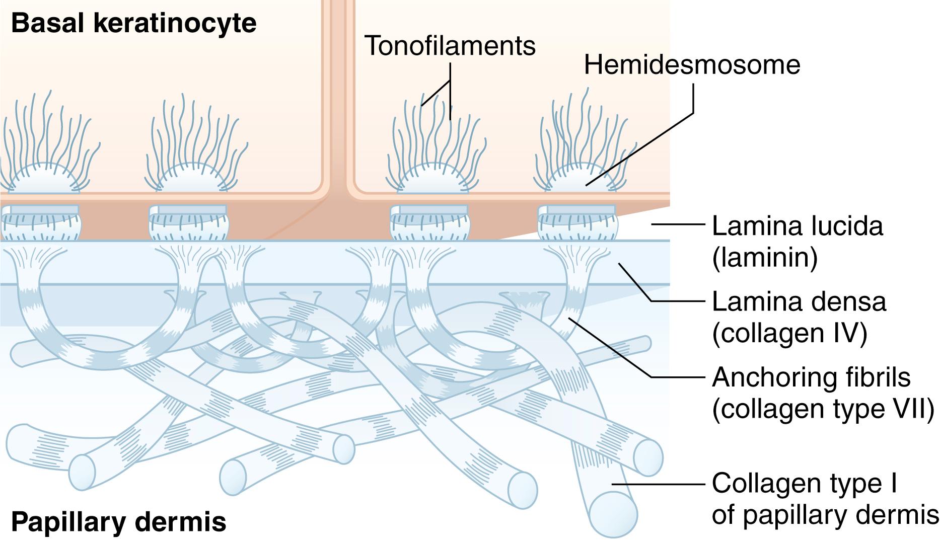 Fig. 1.4, The basement membrane zone.