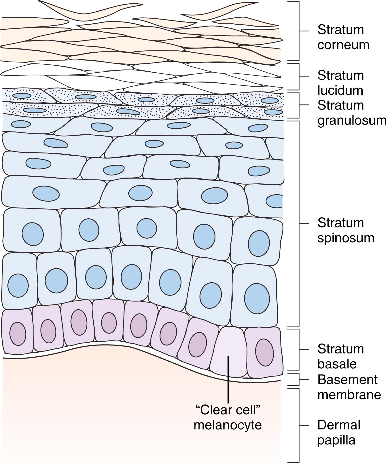 Fig. 58.2, Cellular layers of the epidermis.