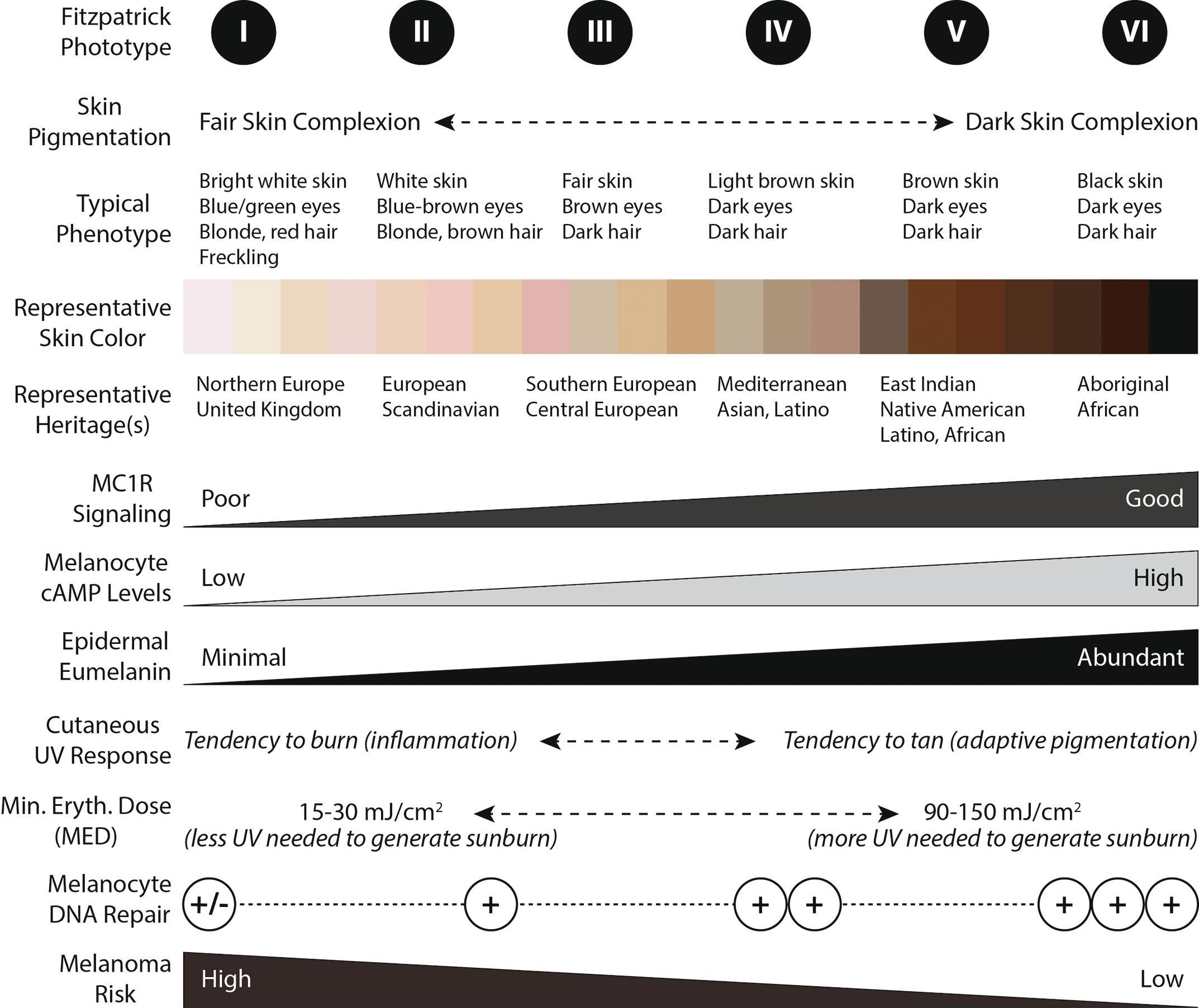 FIG. 1, Fitzpatrick skin types.