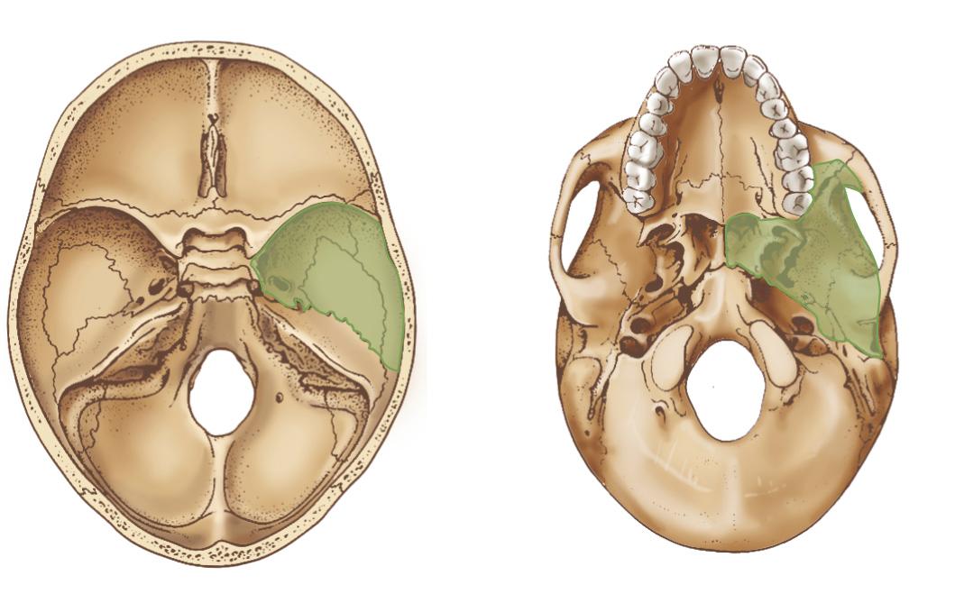 Figure 6.24, Middle fossa: skull base region.