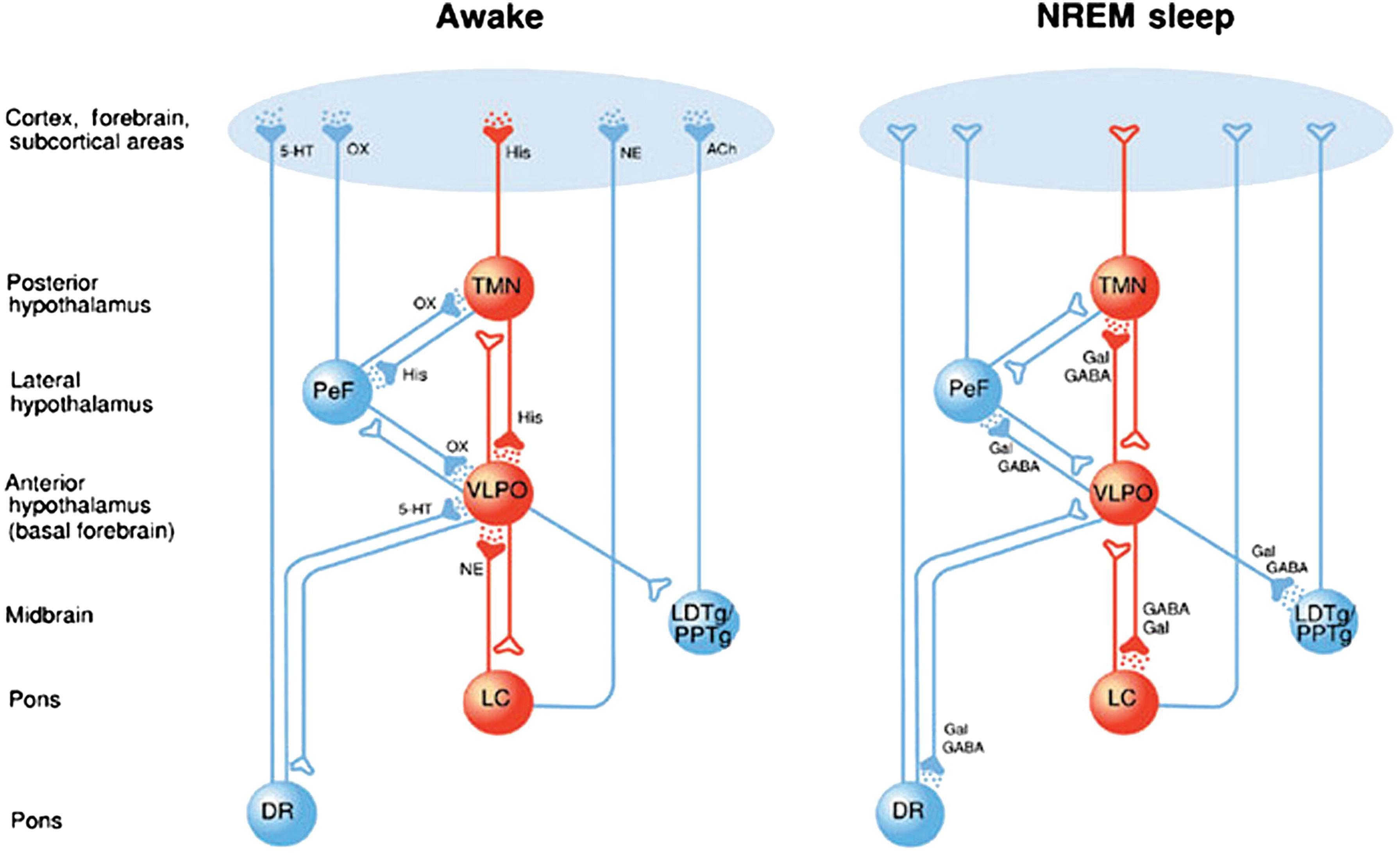 Fig. 48.3, Simplified NREM sleep-promoting pathway.