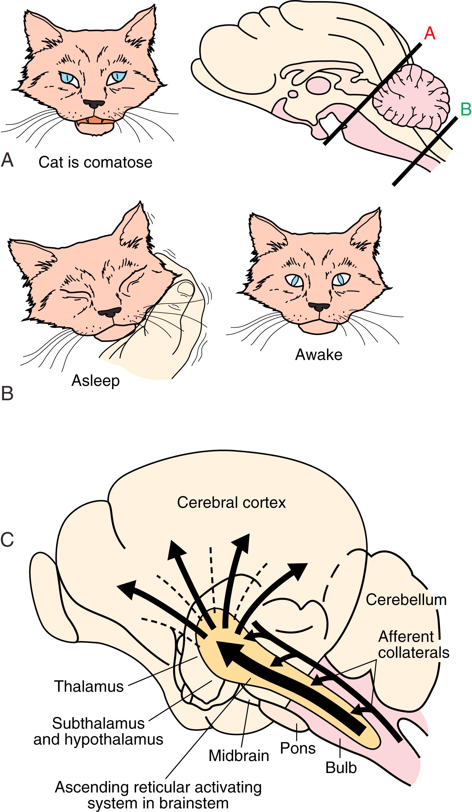 eFig. 101.15, Wake “Arousal” Center.