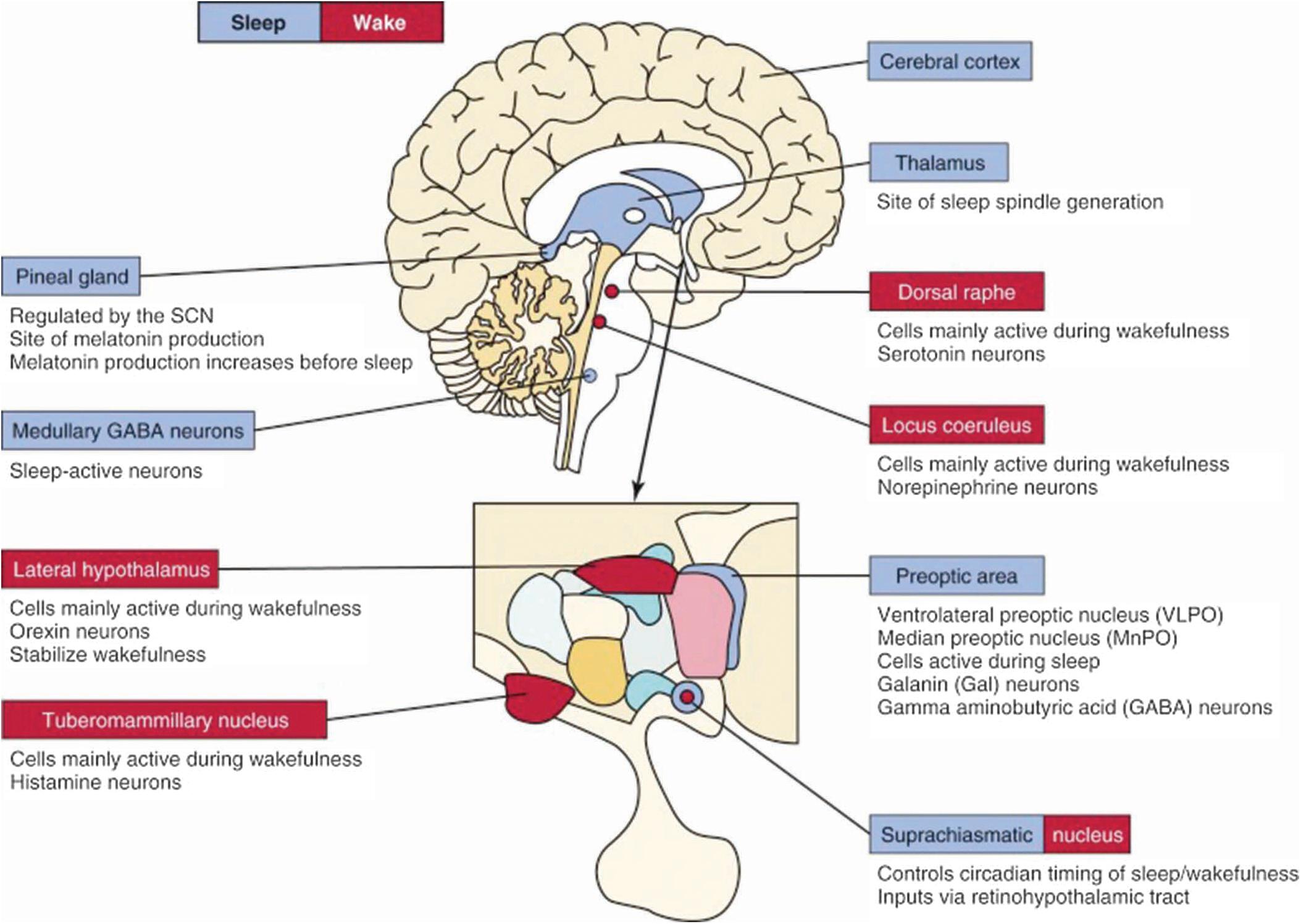 Fig. 101.16, Neuroanatomy and Neuromodulators of Wake (blue) and Sleep (red) .