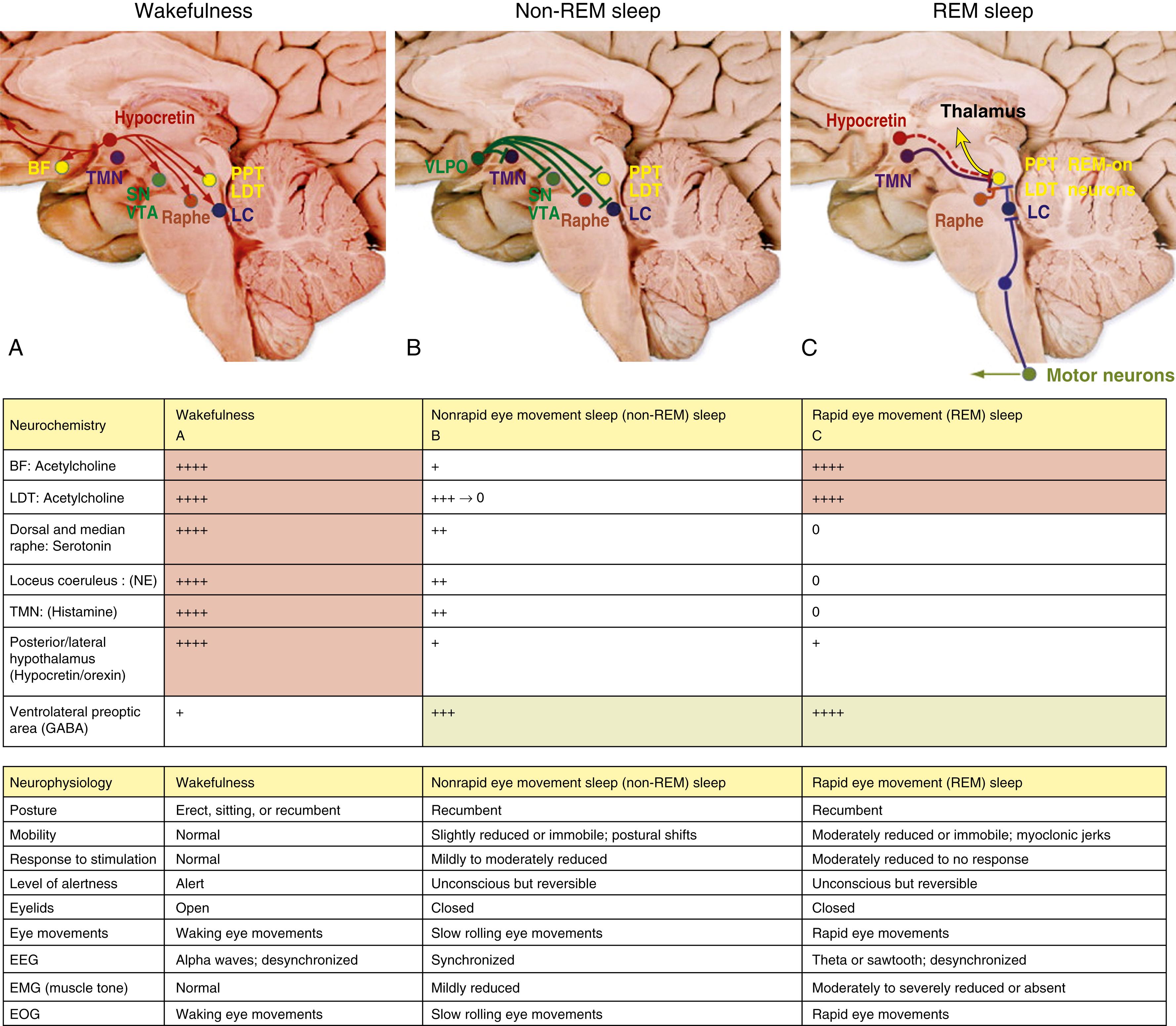 Fig. 101.17, Neuroanatomy and Neuromodulators of Wake Nonrapid Eye Movement and Rapid Eye Movement Sleep.