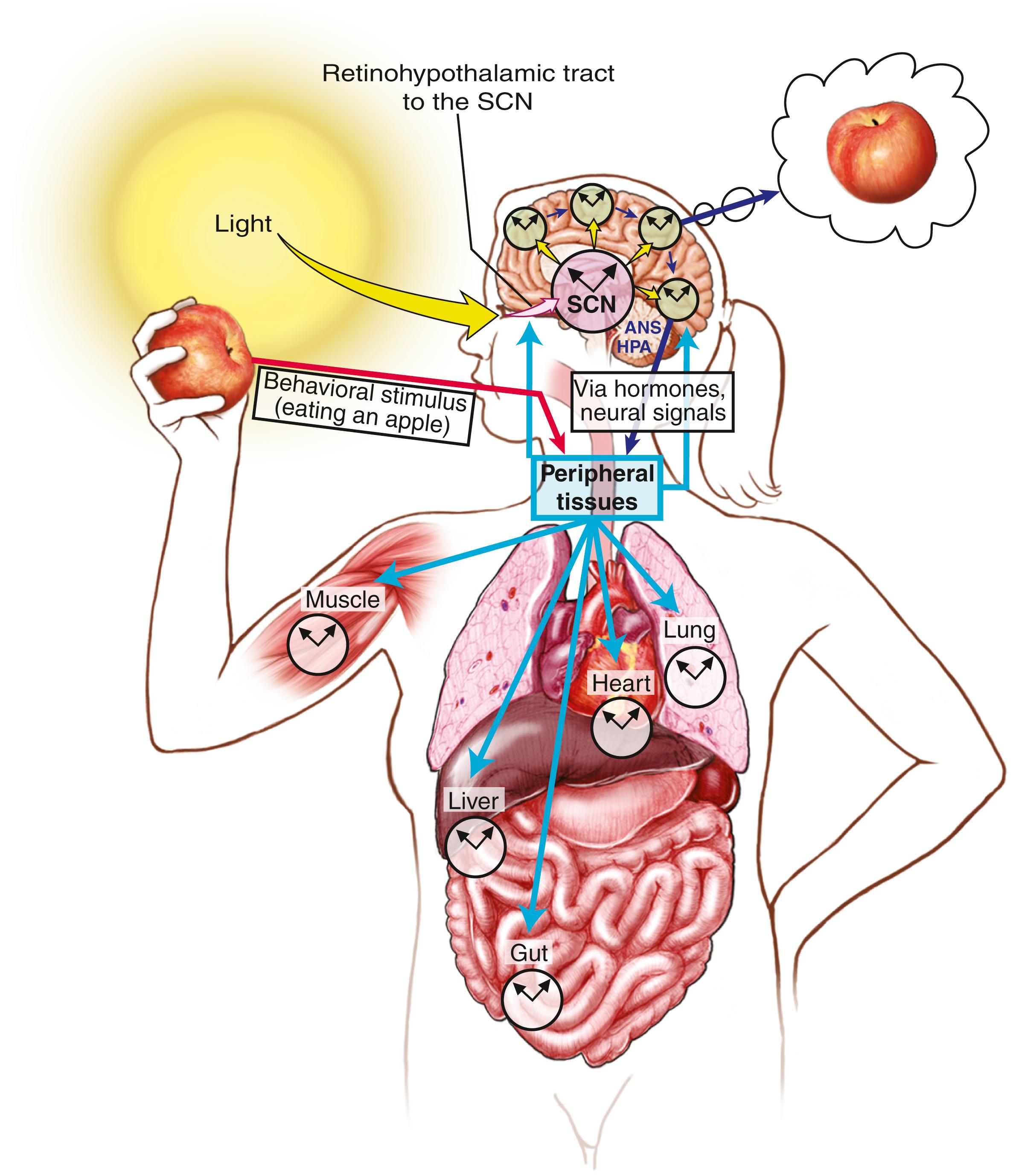 Fig. 101.21, The suprachiasmatic nucleus (SCN) derives “time of day” information from environmental light cues captured by specialized cells within the retina. This information is relayed via the retinohypothalamic tract to the SCN, which conveys timing information to the brain including the paraventricular, arcuate nuclei subparaventricular zone, medial preoptic area, intergeniculate leaflet, and paraventricular nucleus of the thalamus. The SCN also provides timing cues to peripheral tissues via the autonomic nervous system and hormones, which together organize complex behaviors from the sleep/wake to the feeding/fasting rhythm “peripheral oscillators.”