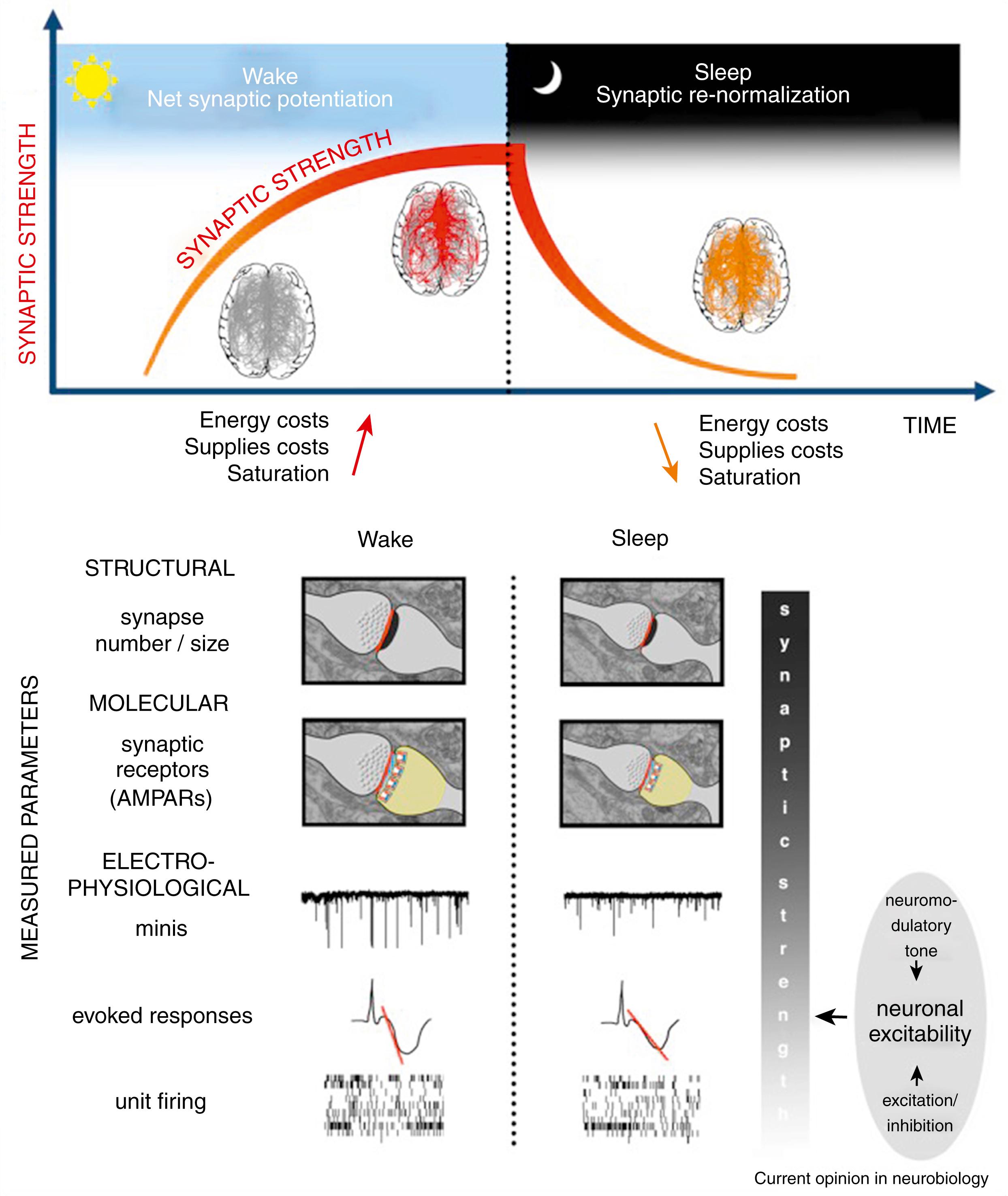 Fig. 101.23, Sleep, Synaptic Homeostasis and Neuronal Firing Rates.