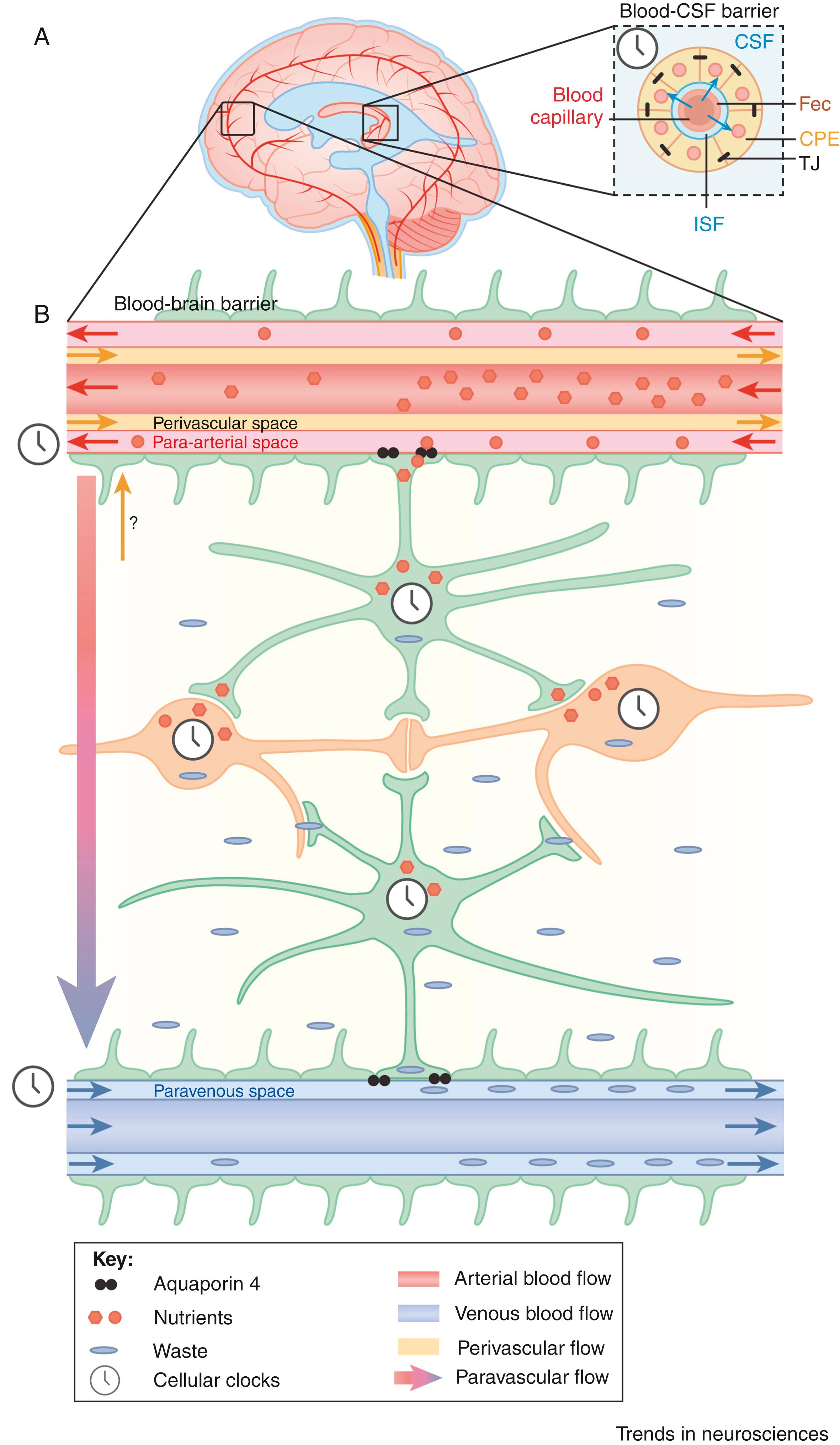 Fig. 101.24, Glymphatic Waste Clearance System and Relationship to Sleep.