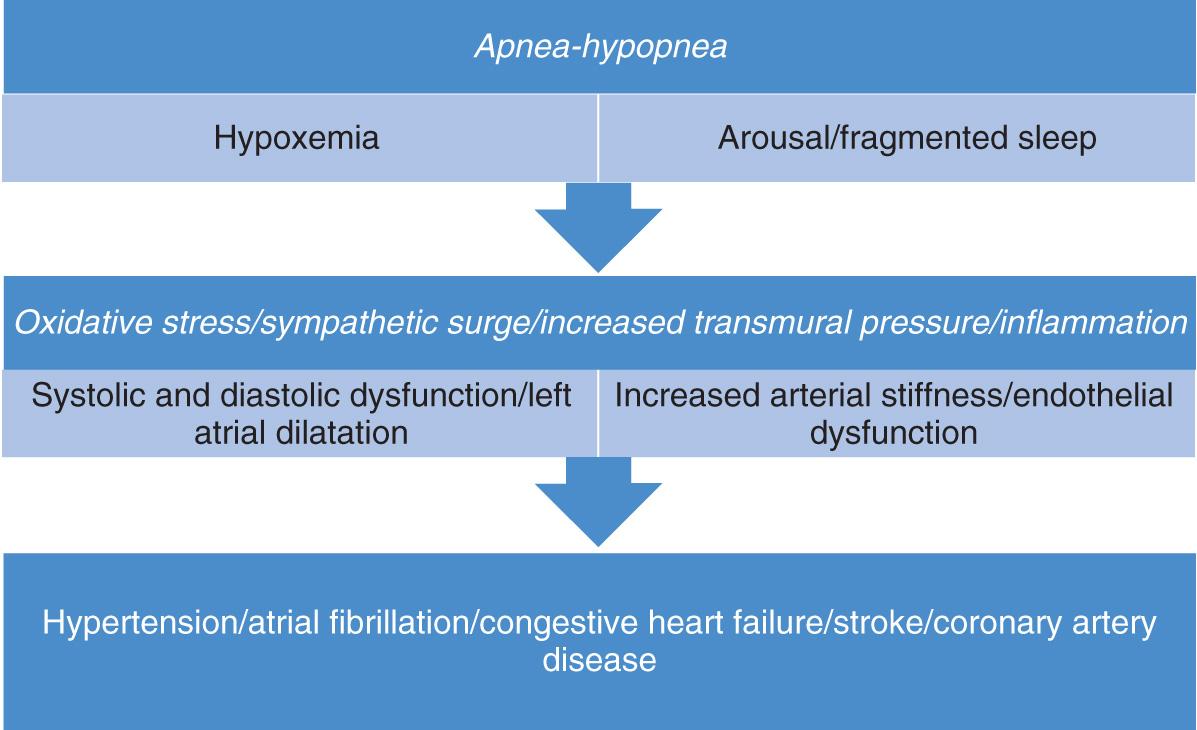 Fig. 54.1, Pathophysiologic effects of sleep apnea and the resultant cardiovascular complications.