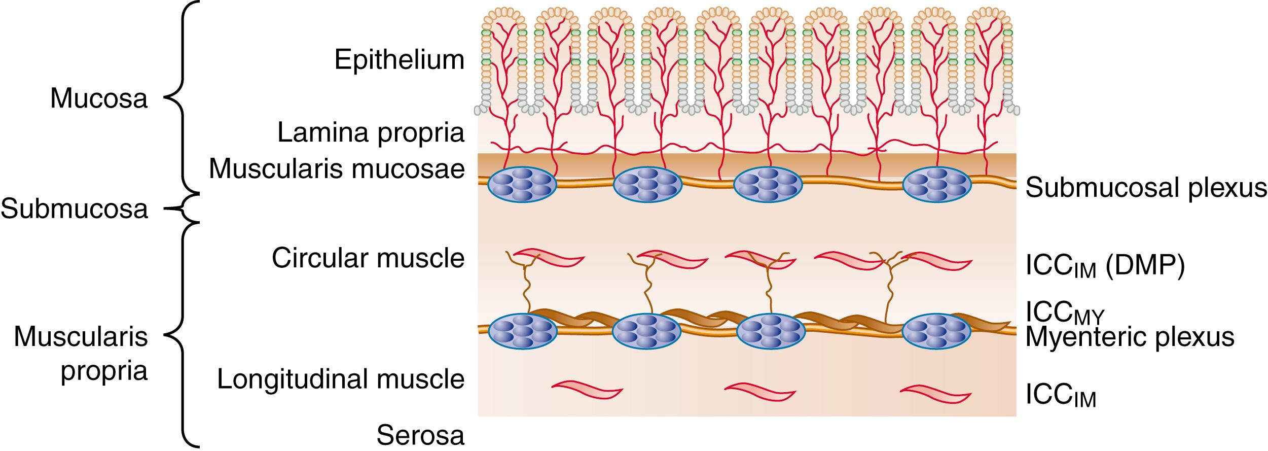 Fig. 99.1, Diagram showing layers and components of the small intestinal wall. DMP , Deep muscular plexus; ICC IM , intramuscular interstitial cells of Cajal; ICC MY , myenteric interstitial cells of Cajal.