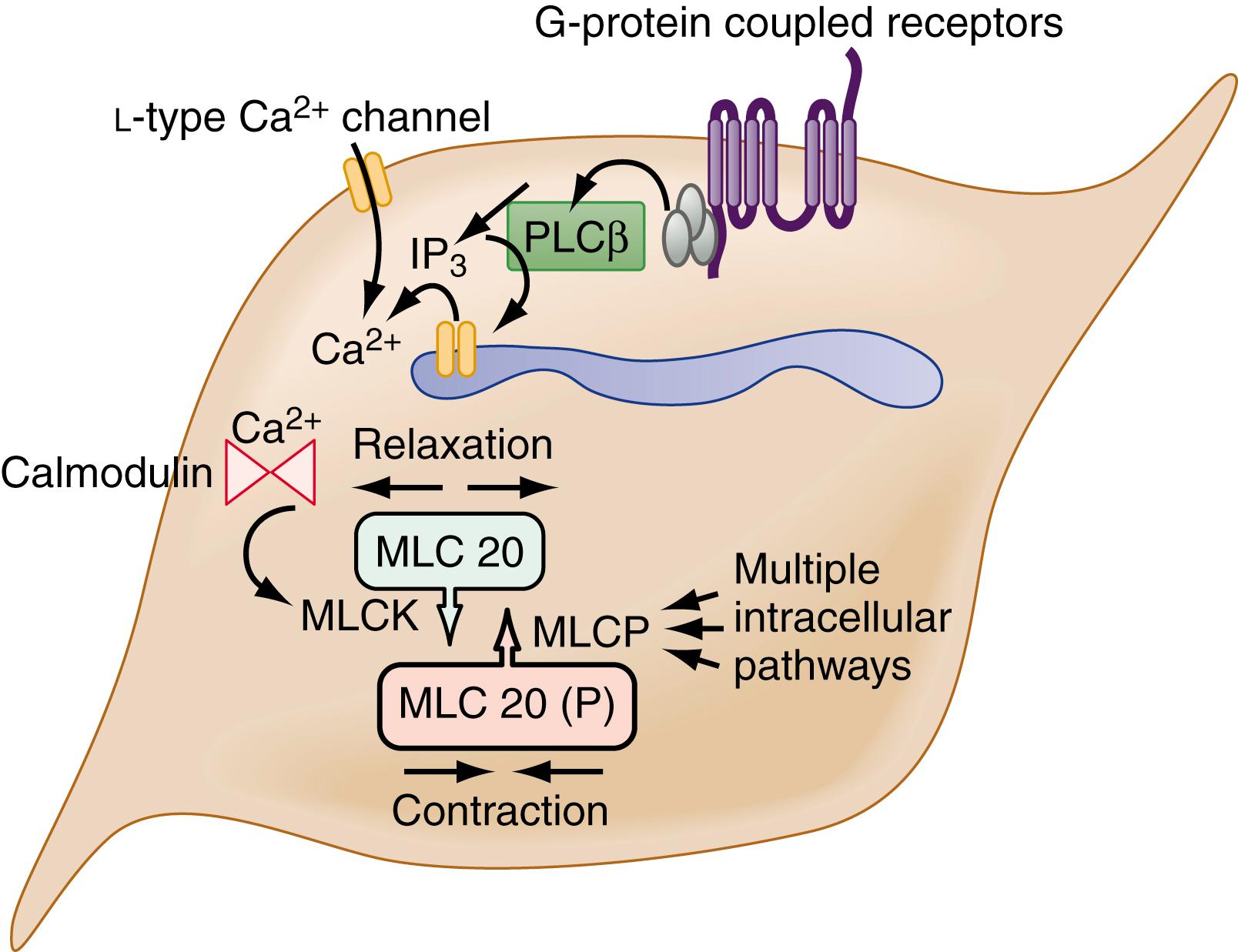 Fig. 99.2, Diagram of a smooth muscle cell showing pathways that lead to contraction and relaxation. See text for details. MLC 20 , 20-kd myosin light chain; MLCK , myosin light chain kinase; MLCP , myosin light chain phosphatase; (P) , phosphorylated; PLC , phospholipase C.